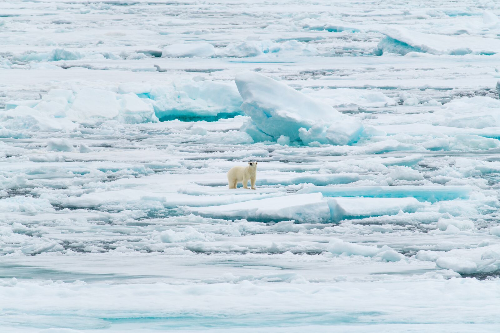 THE GEOGRAPHIC NORTH POLE & THE EAST COAST OF GREENLAND