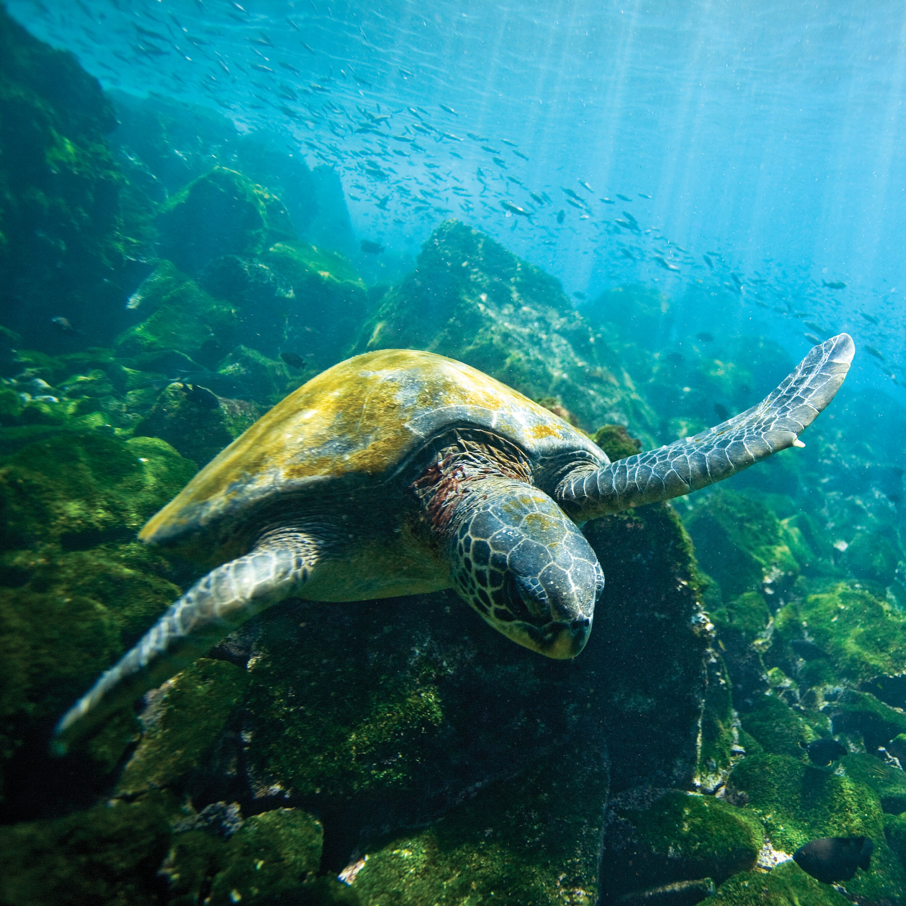 Galápagos Escape: A 7- or 8-Day Expedition