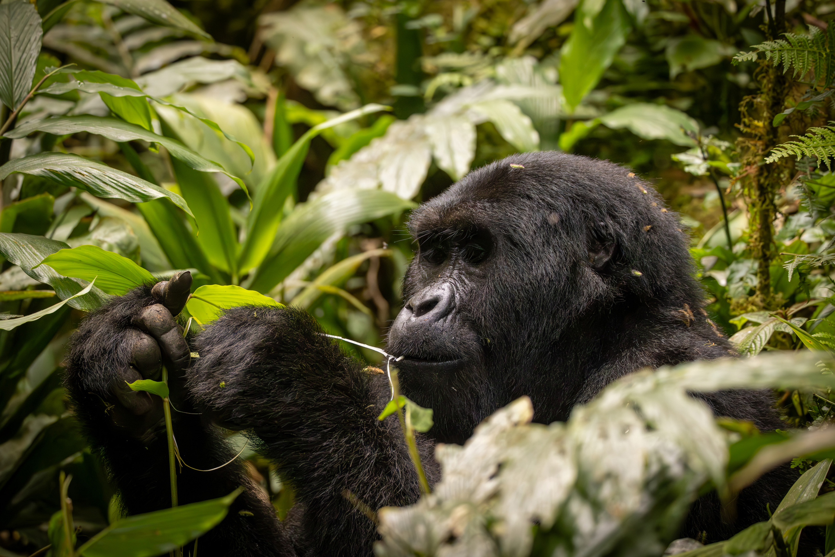 Kigali & Volcanoes National Park, Rwanda