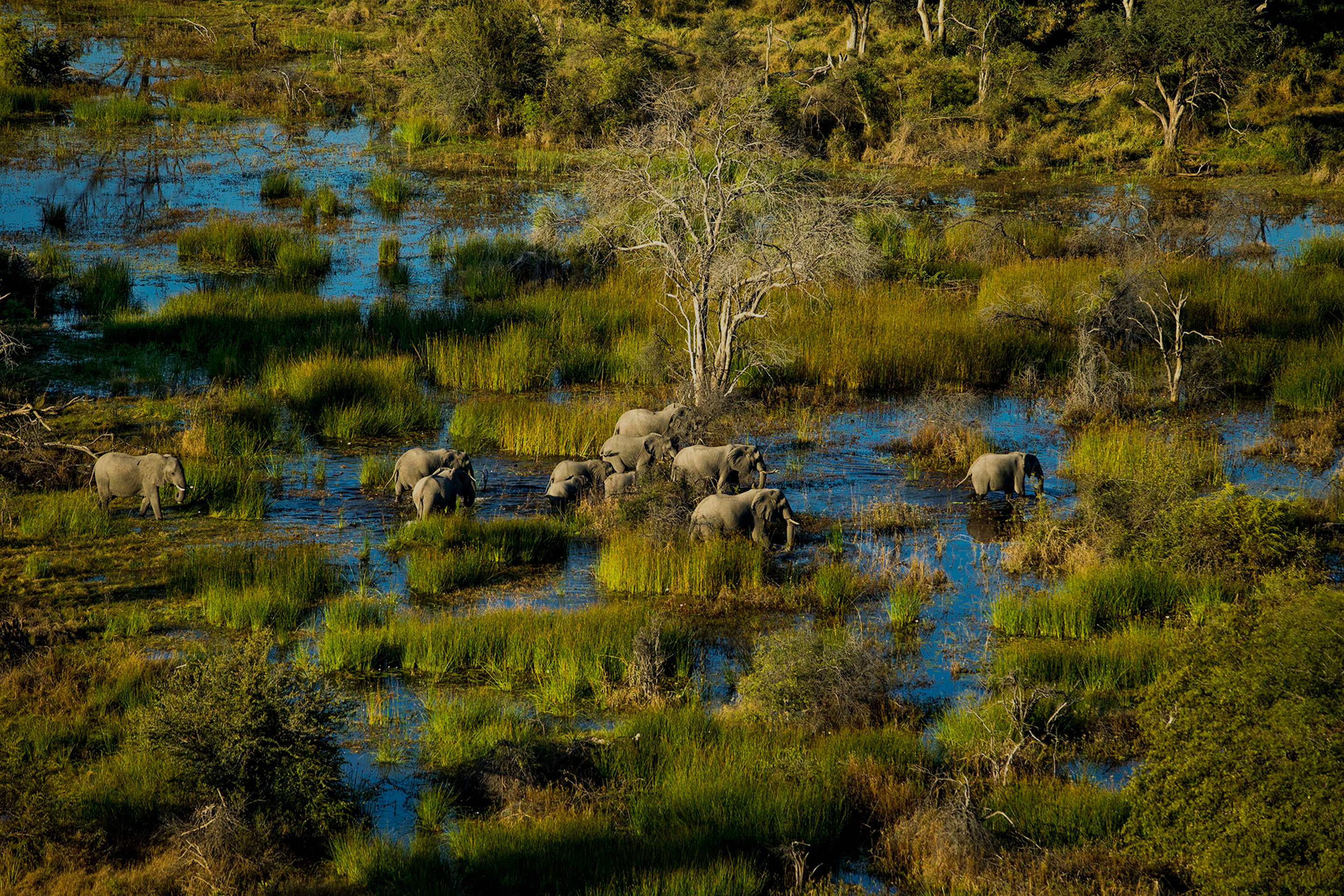 Okavango Delta, Botswana