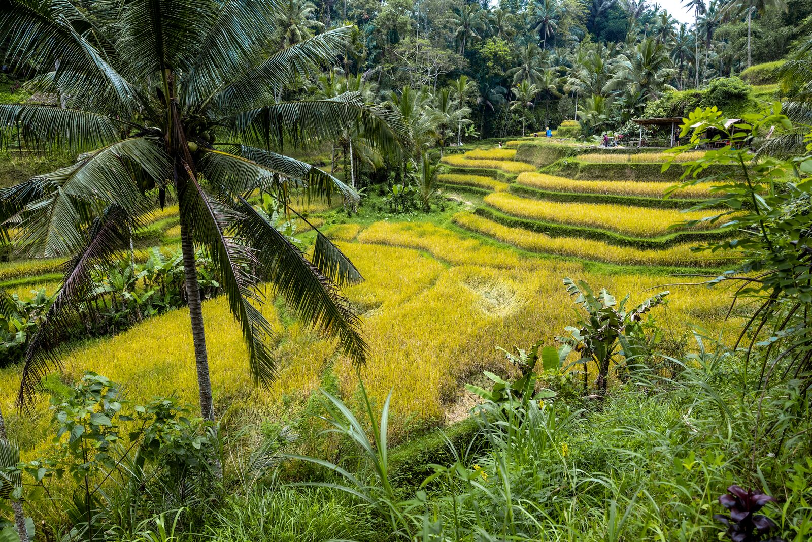 February 16-17, 27 - Benoa, Bali