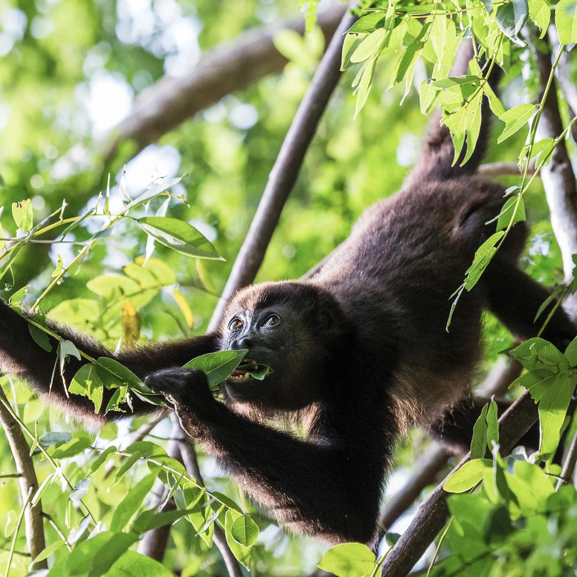Exploring Costa Rica: Guanacaste, Santa Rosa and Rincón de la Vieja