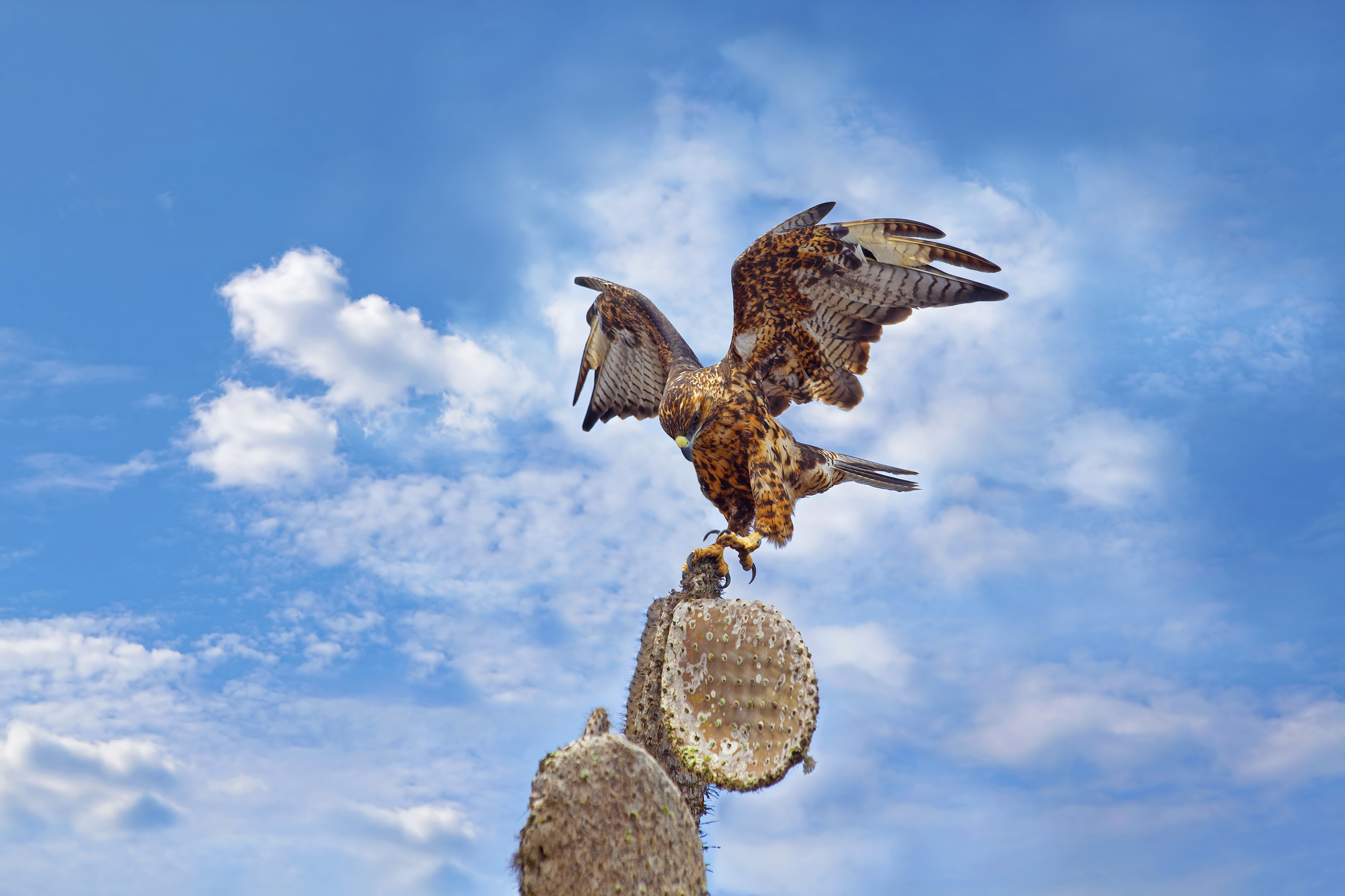 Wildlife & Natural Wonders