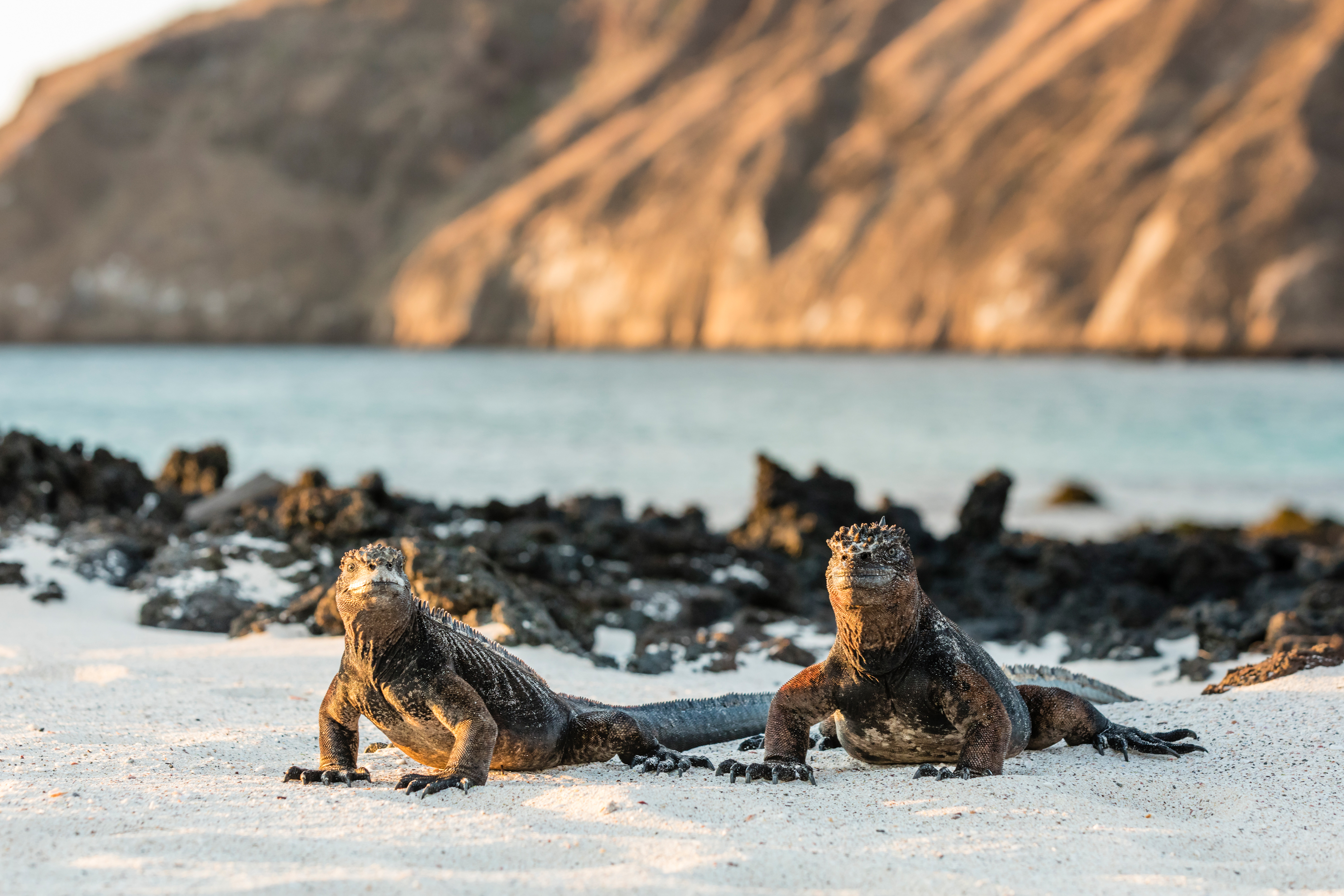 Galápagos Islands, Ecuador