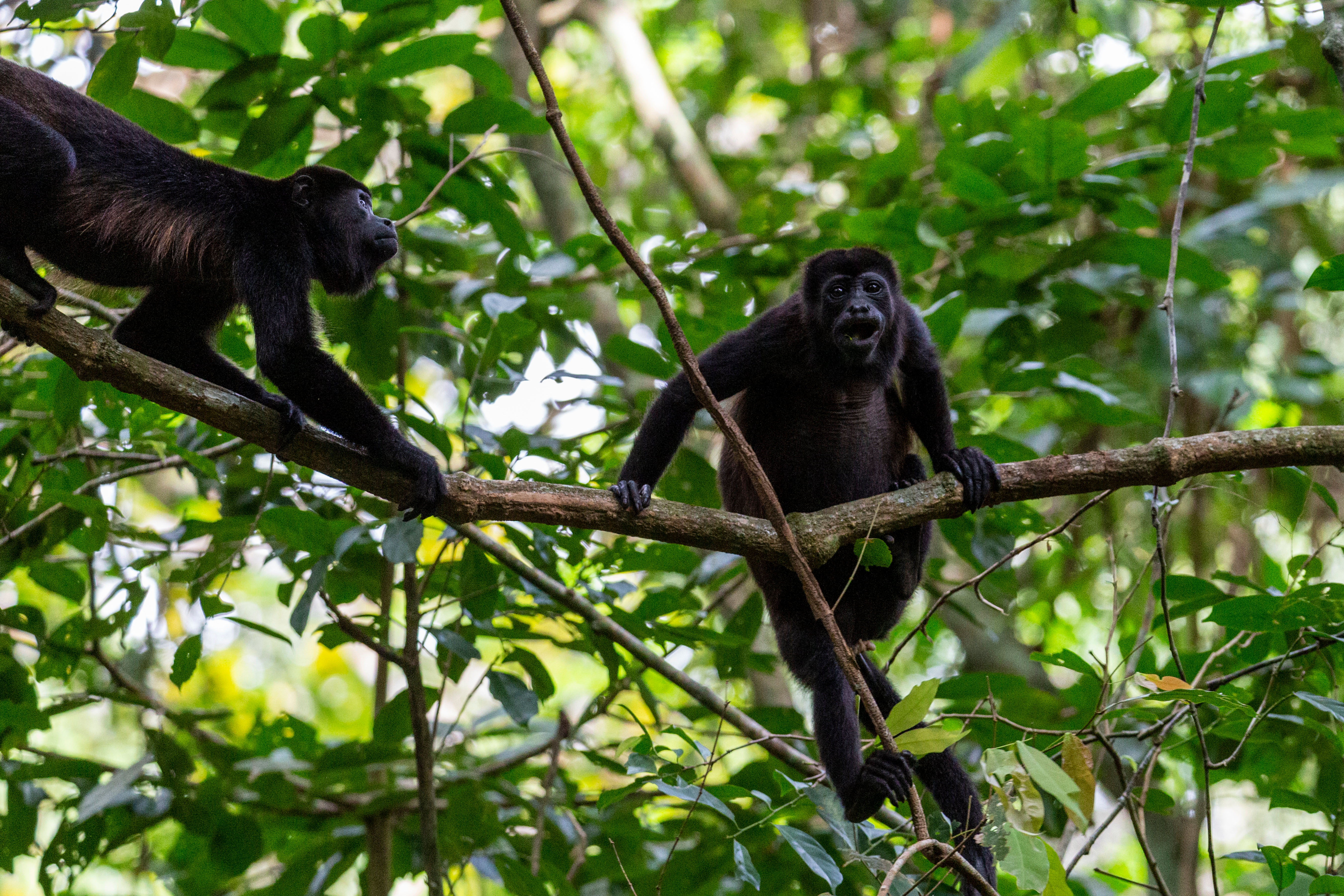 The Panama Canal, Pearl Islands and Darién Jungle