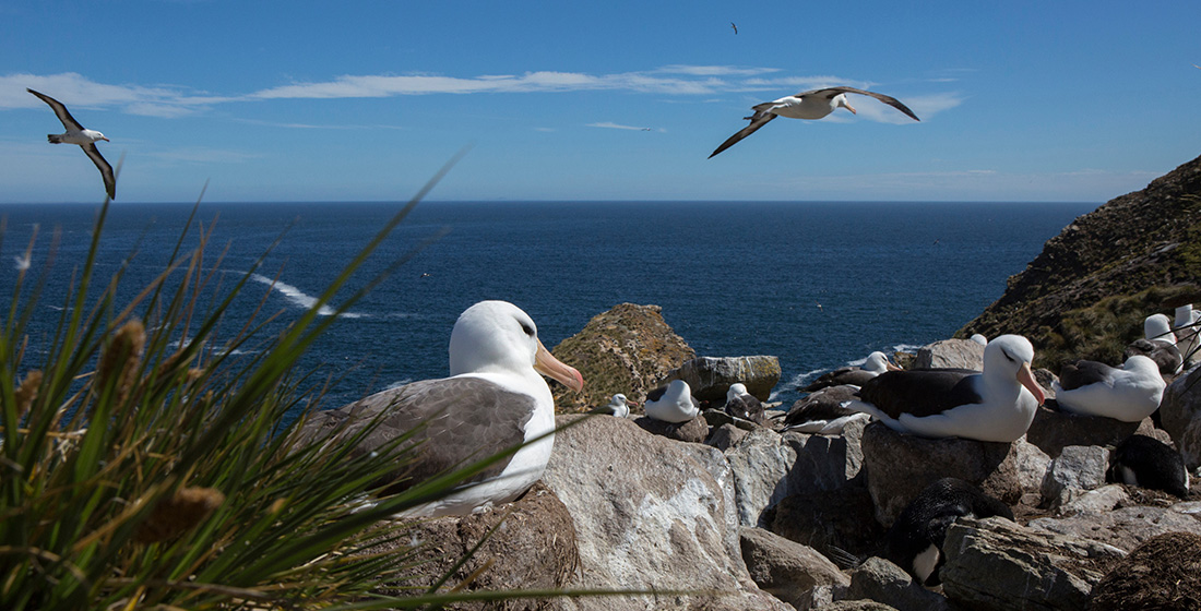 Antarctica & Falklands Adventure