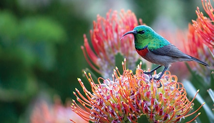 MADAGASCAR MARVELS