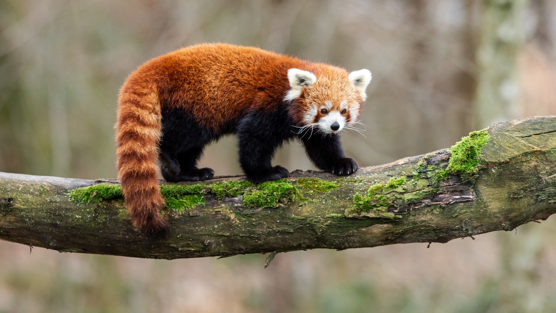 Red panda and tiger journey