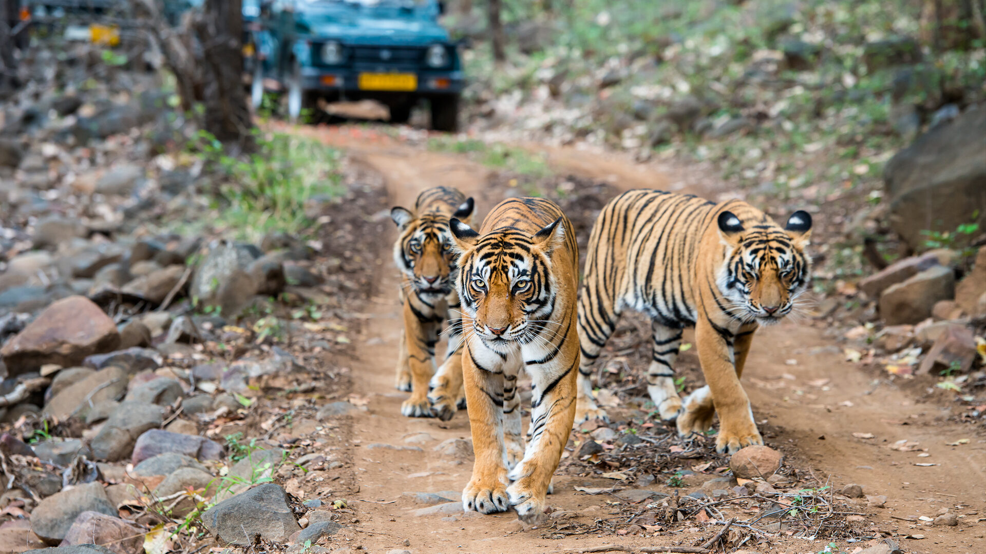India tiger safari