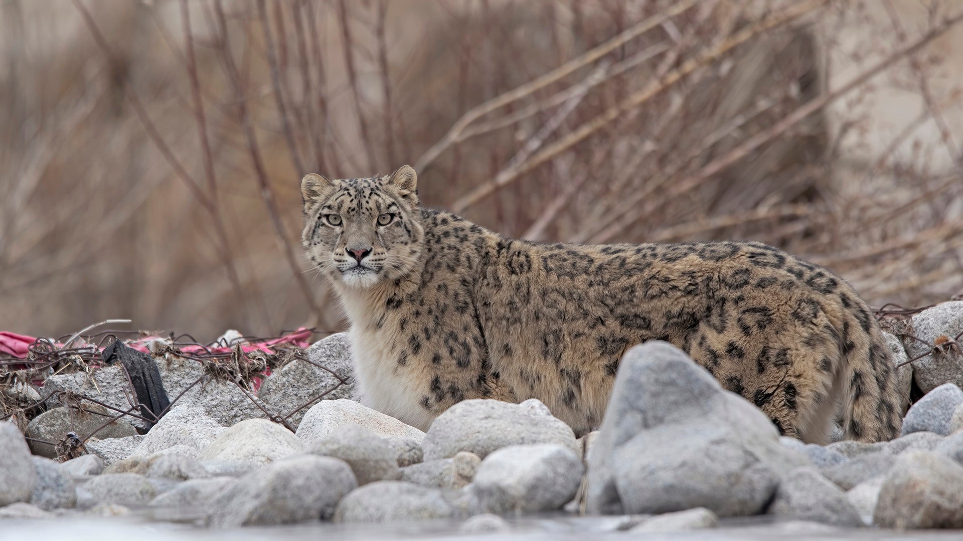 Snow leopard journey