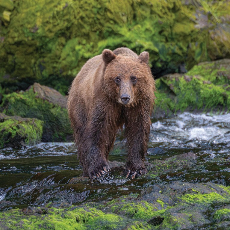 Alaska