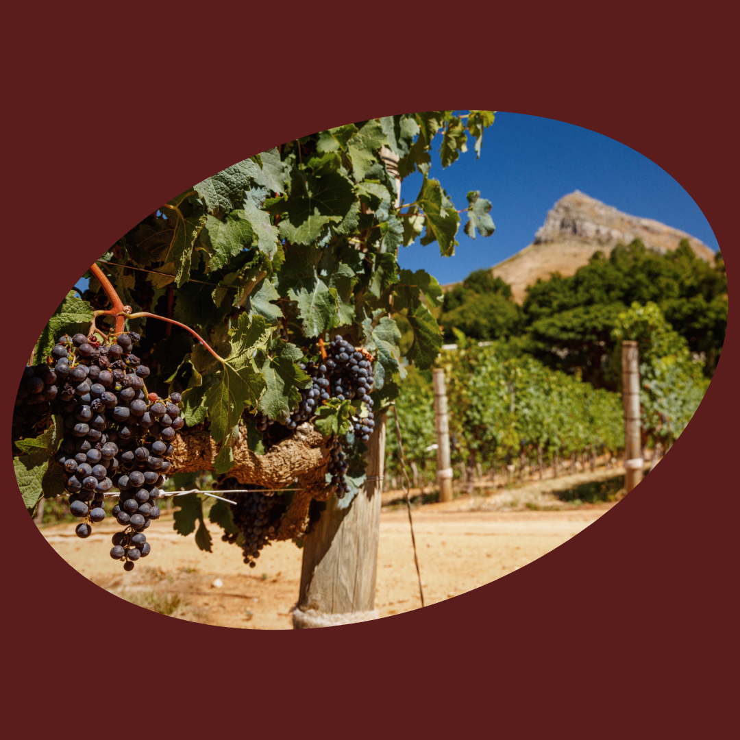 Celebration of Wine River Cruises