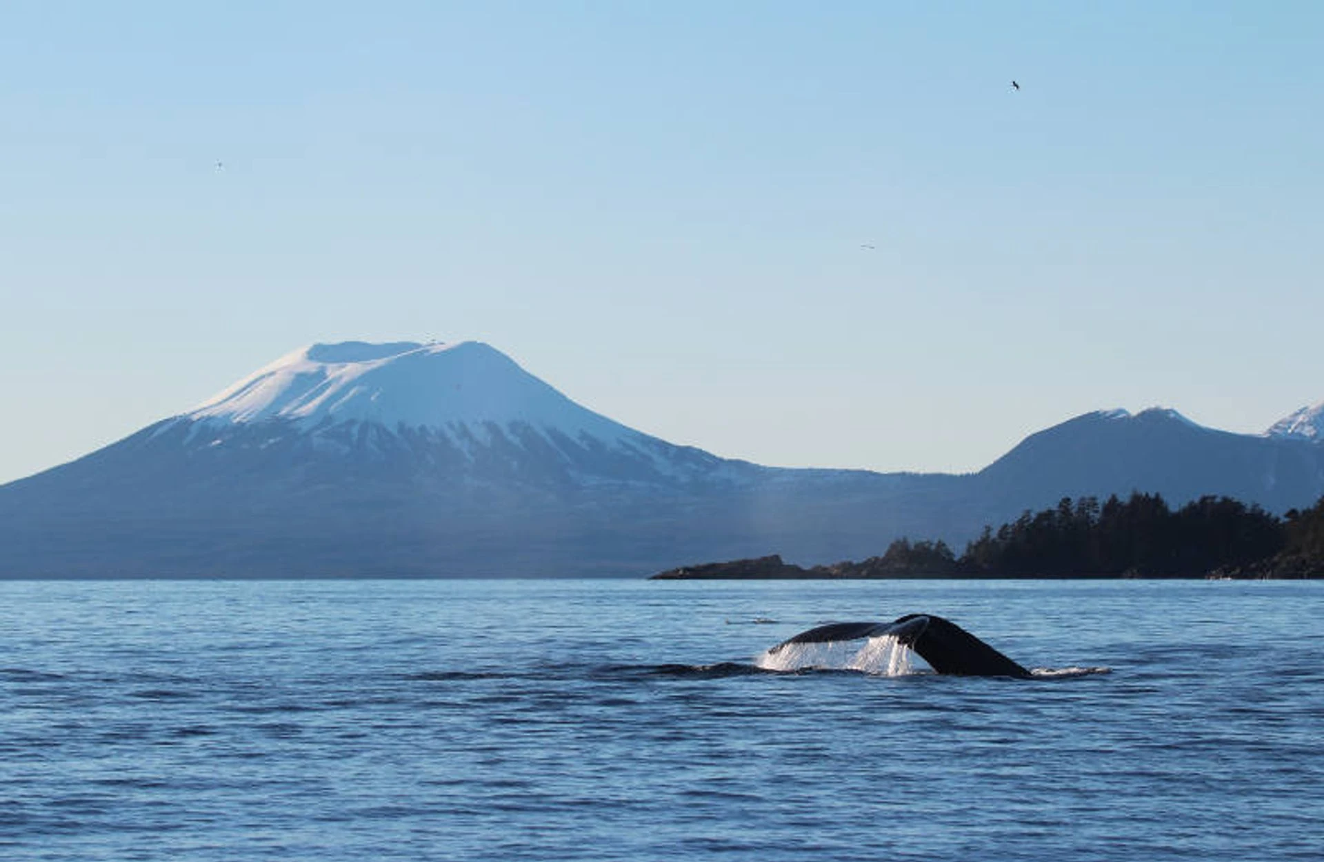 Wildlife Quest & Fin Island Lodge