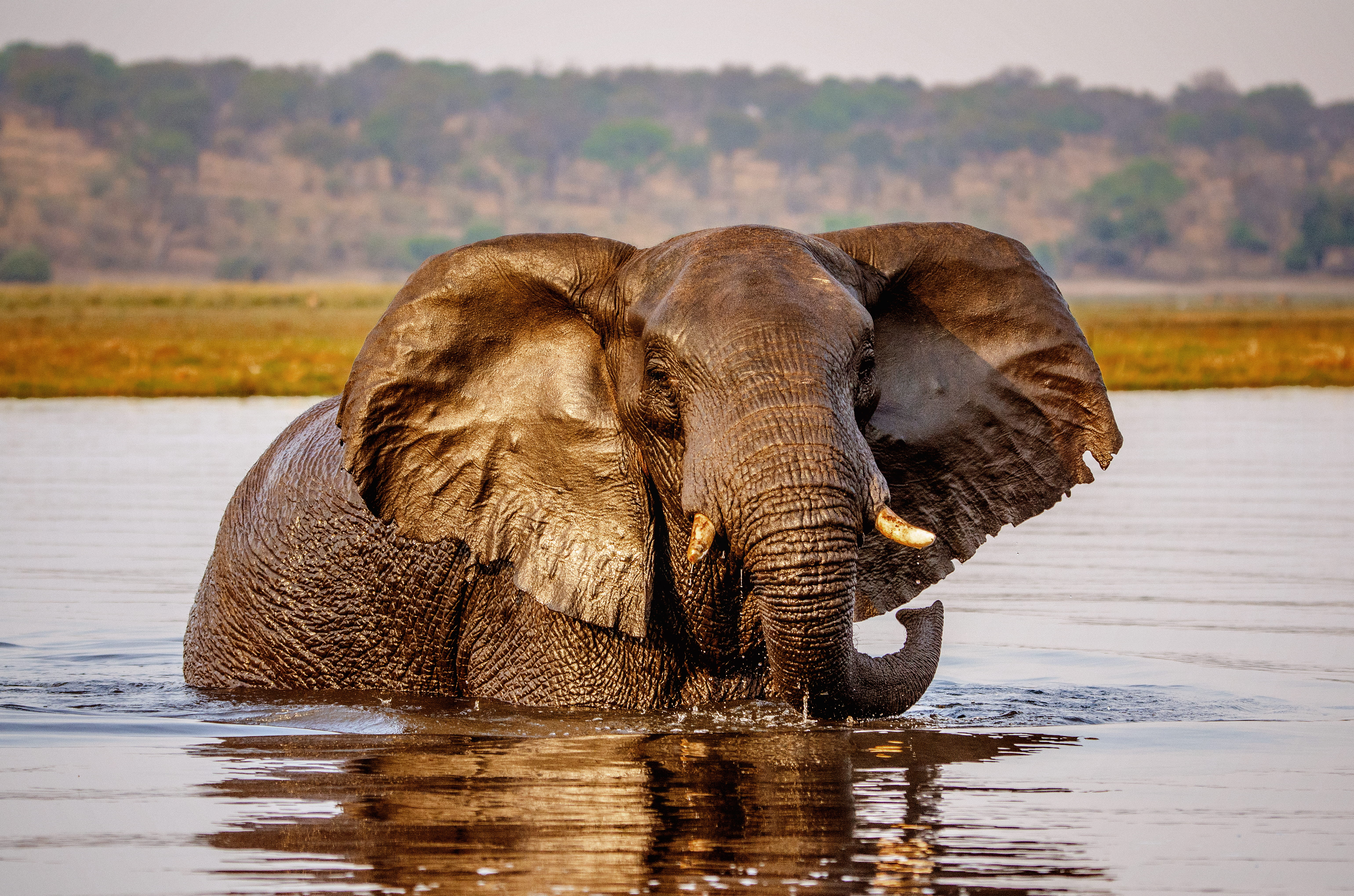 Discover Africa