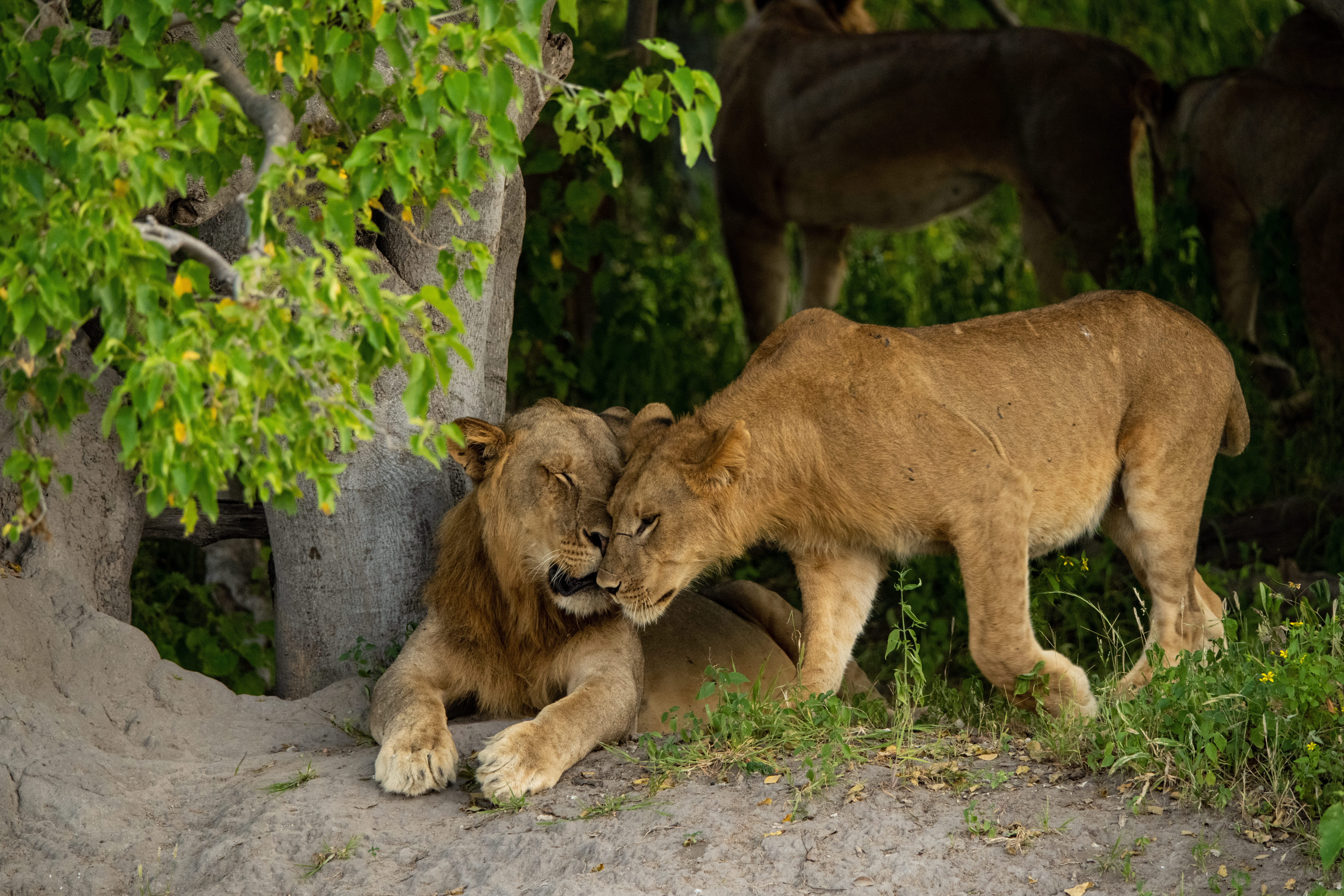 Classic Kenya & Southern Africa