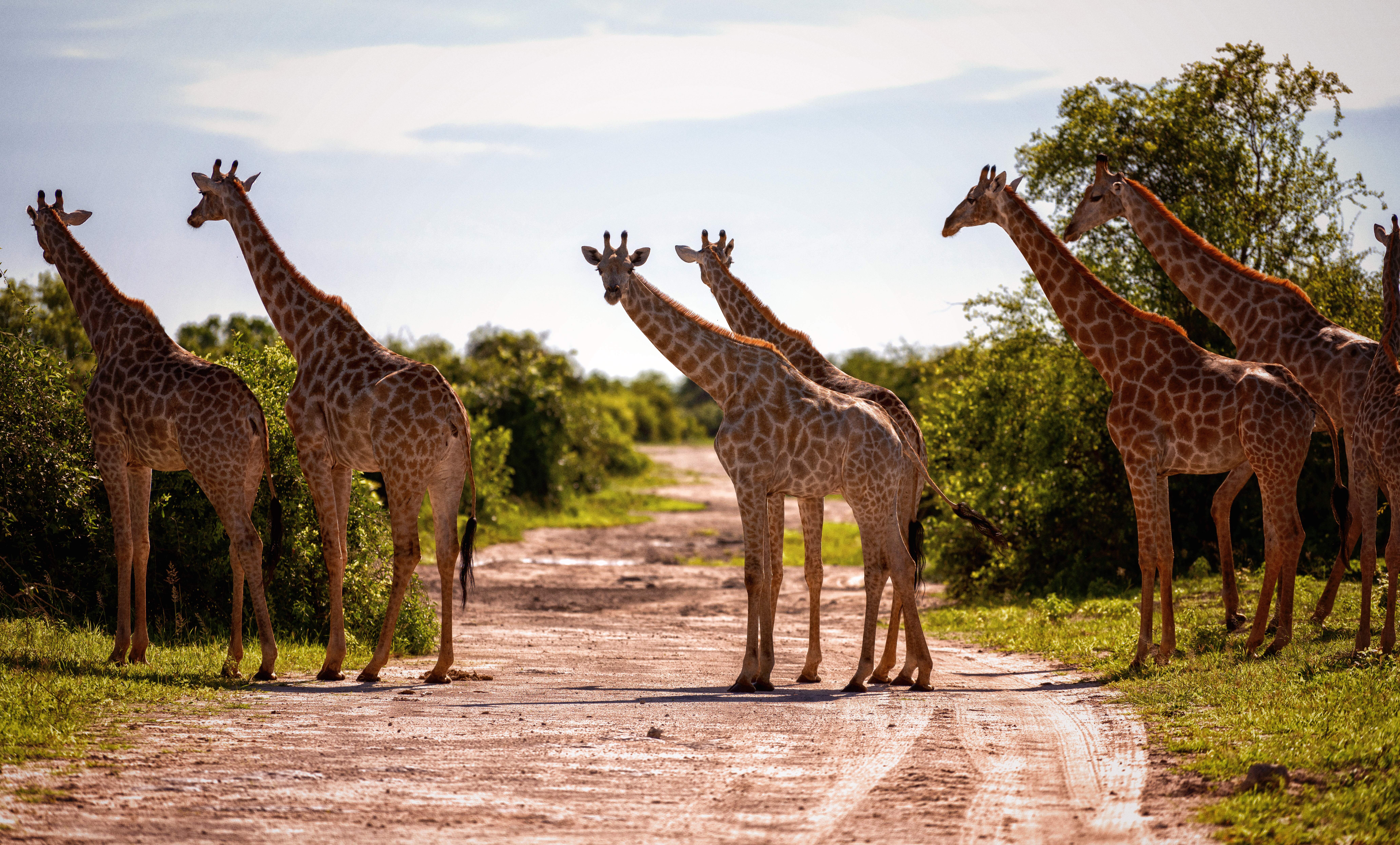 Iconic Africa