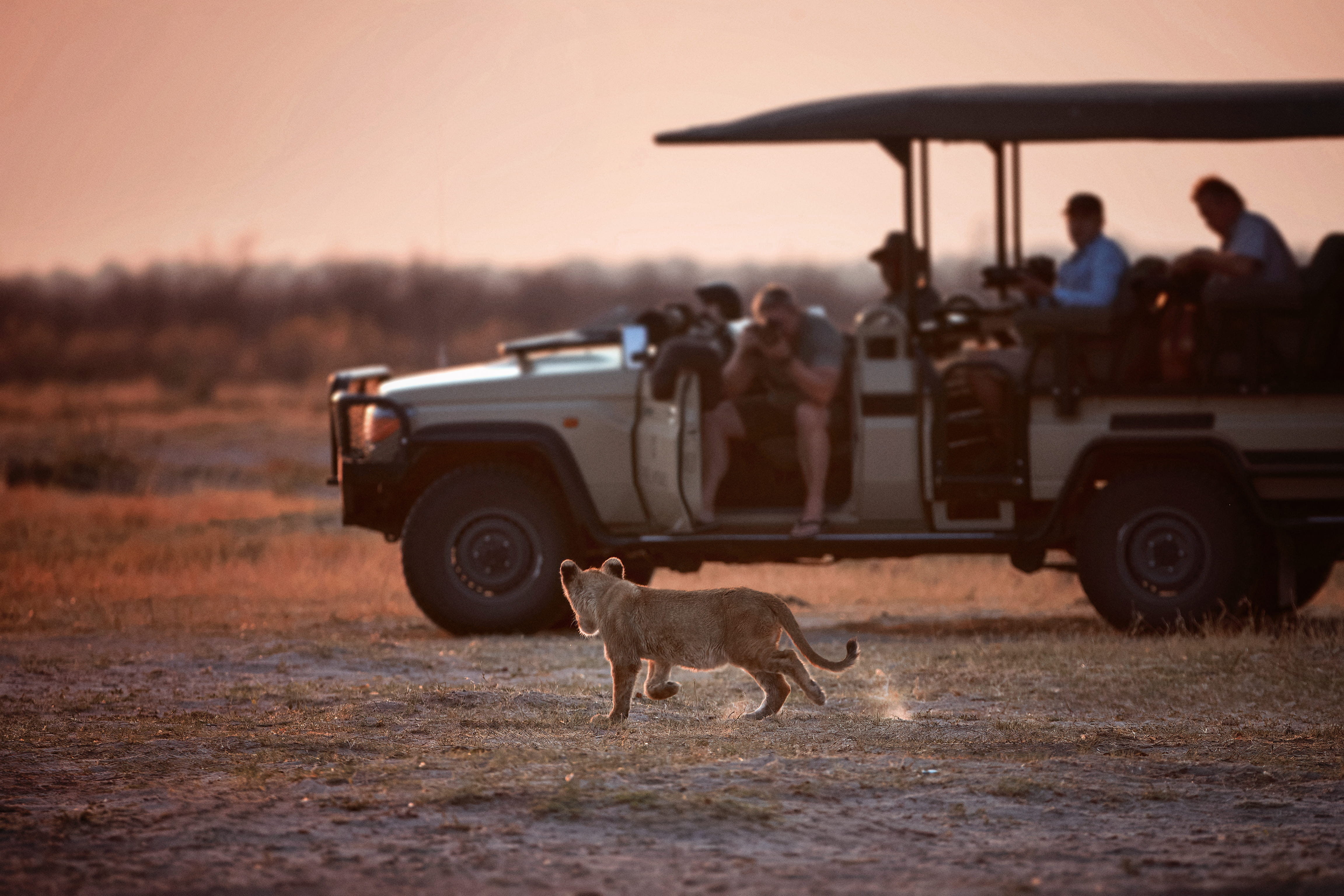 Safari Through Chobe National Park