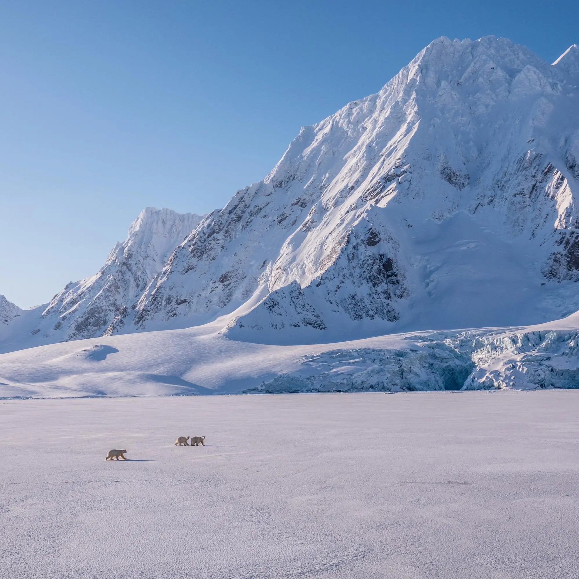 Svalbard: In Search of Iconic Arctic Wildlife
