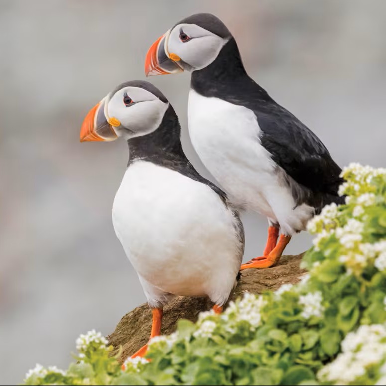 Arctic Edges: Iceland Westfjords to East Greenland