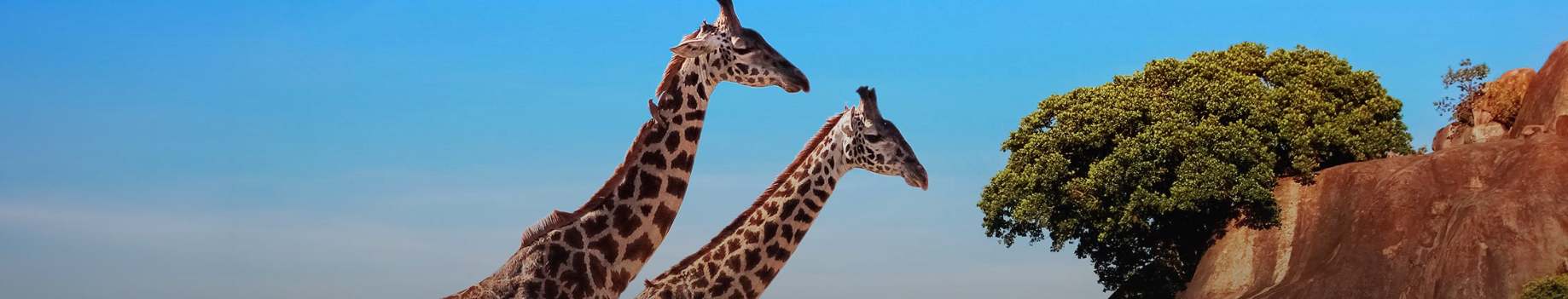Discover Africa