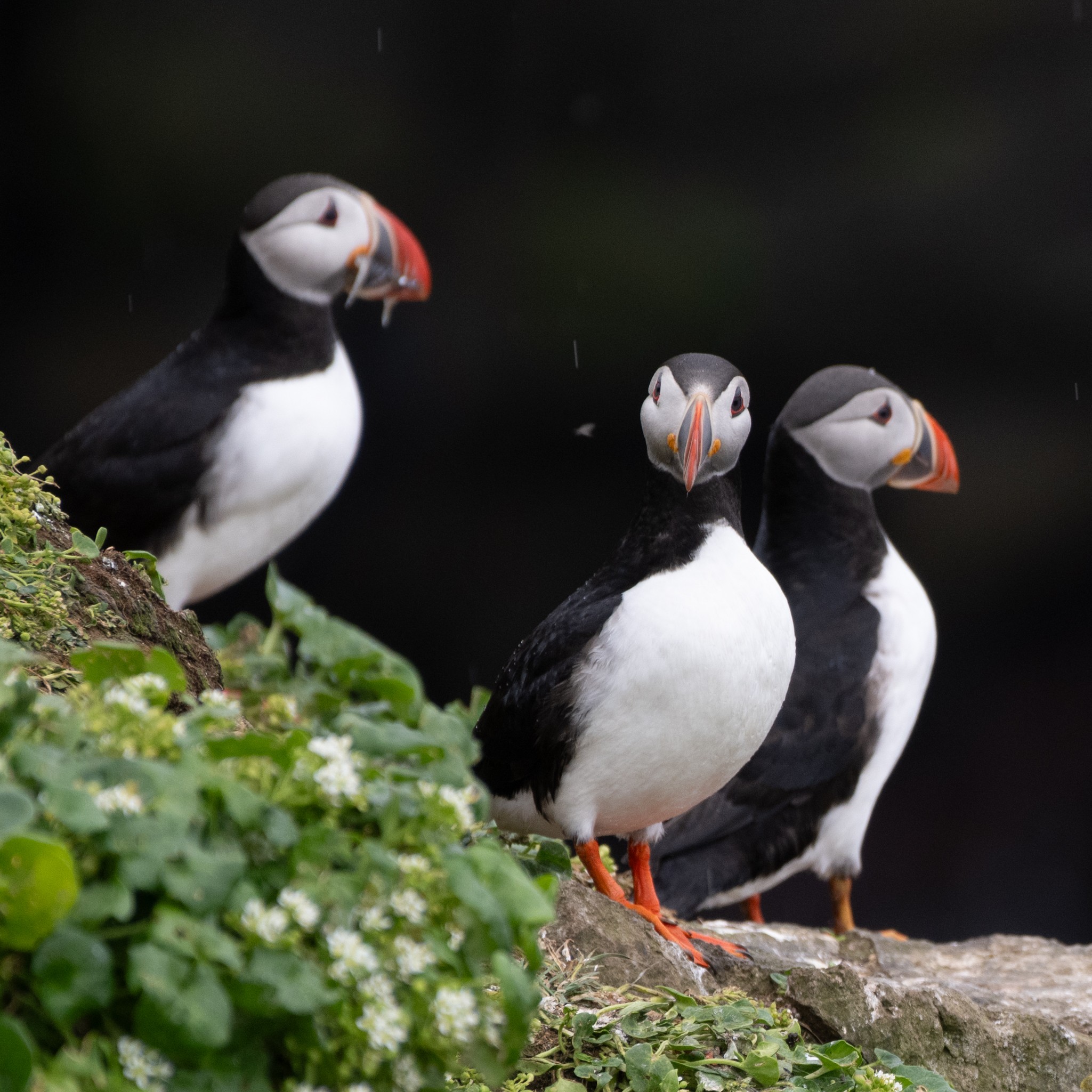 North Atlantic Wonders: Iceland, Scotland and the Faroes