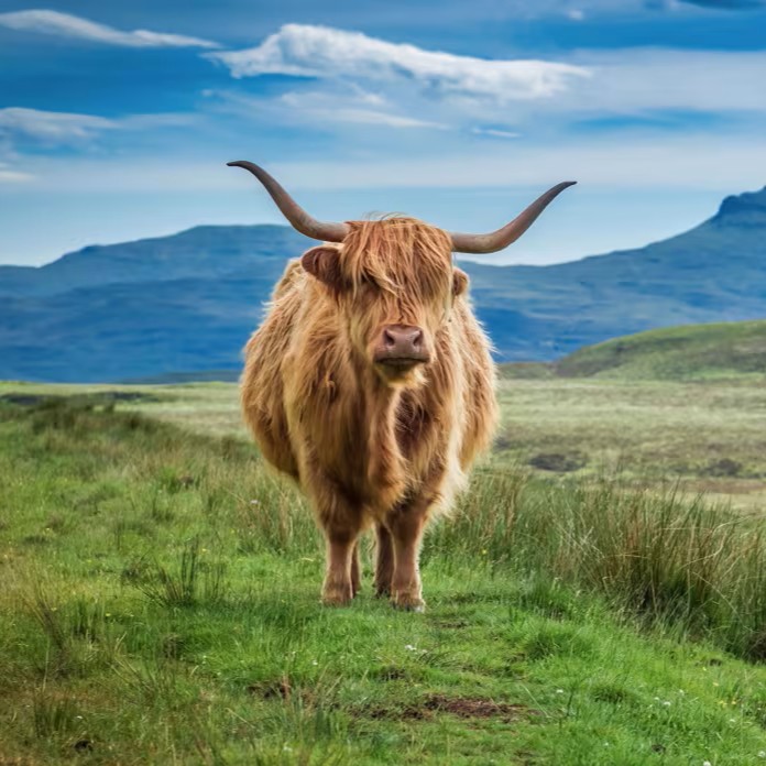 Scotland’s Wild Isles: Shetlands, Orkneys and Inner Hebrides