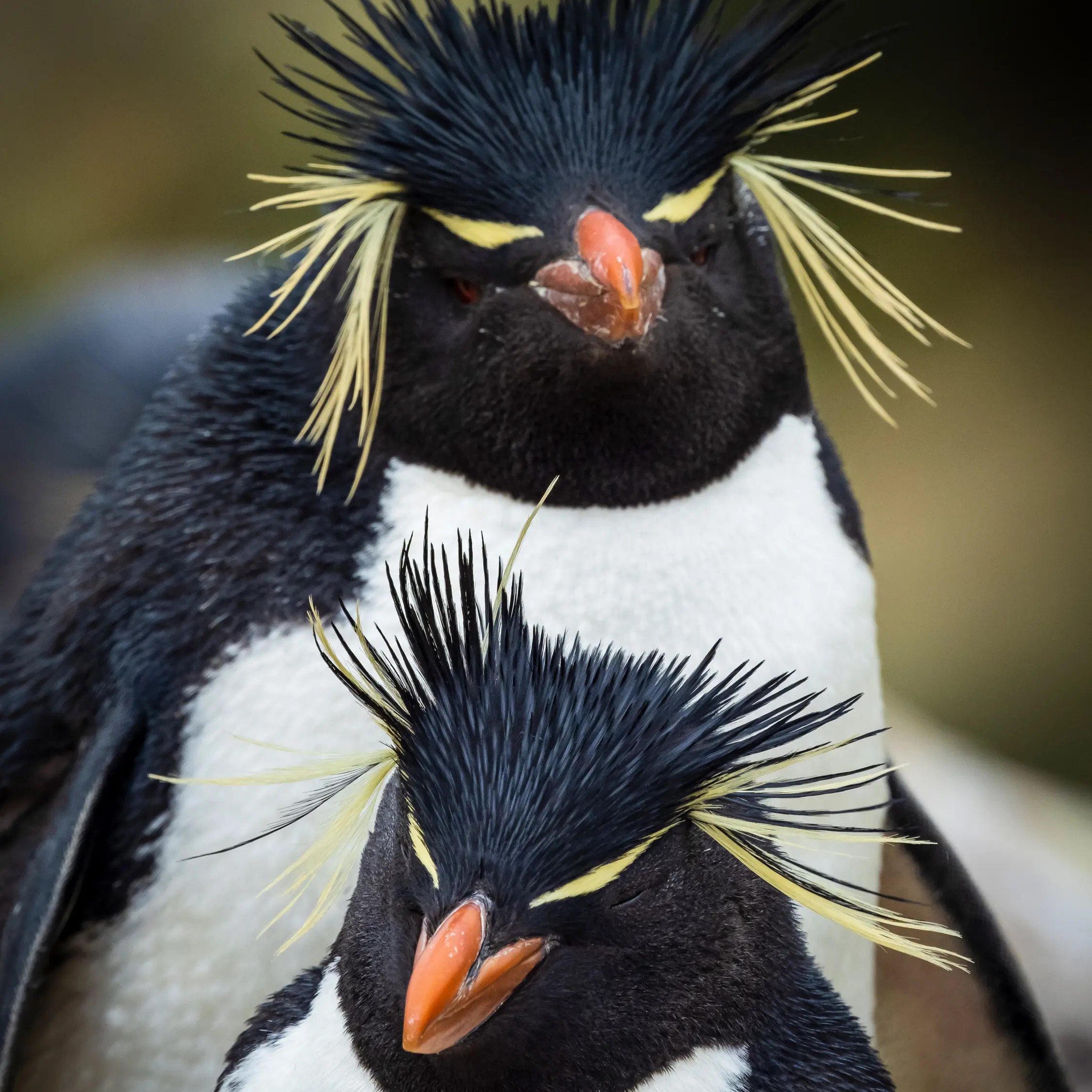 Patagonia, Falklands, South Georgia and Antarctica Odyssey