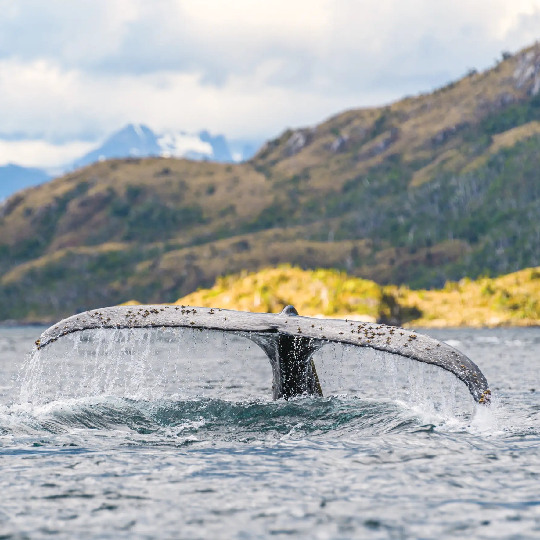 Patagonia: Chilean Fjords and Argentina's Staten Island