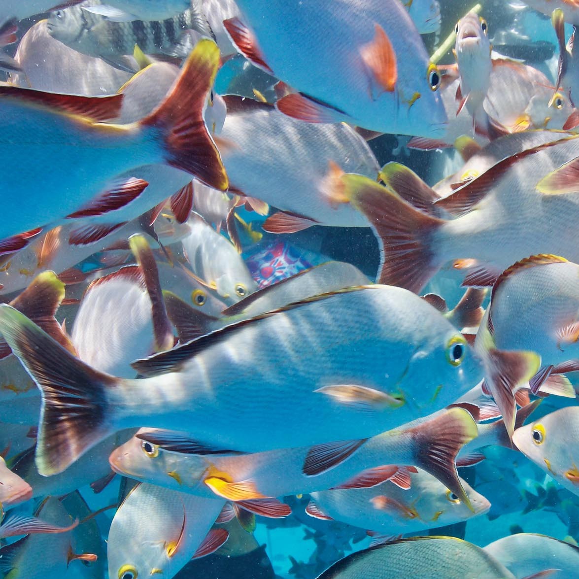 French Polynesia’s Marquesas Islands and Tuamotus