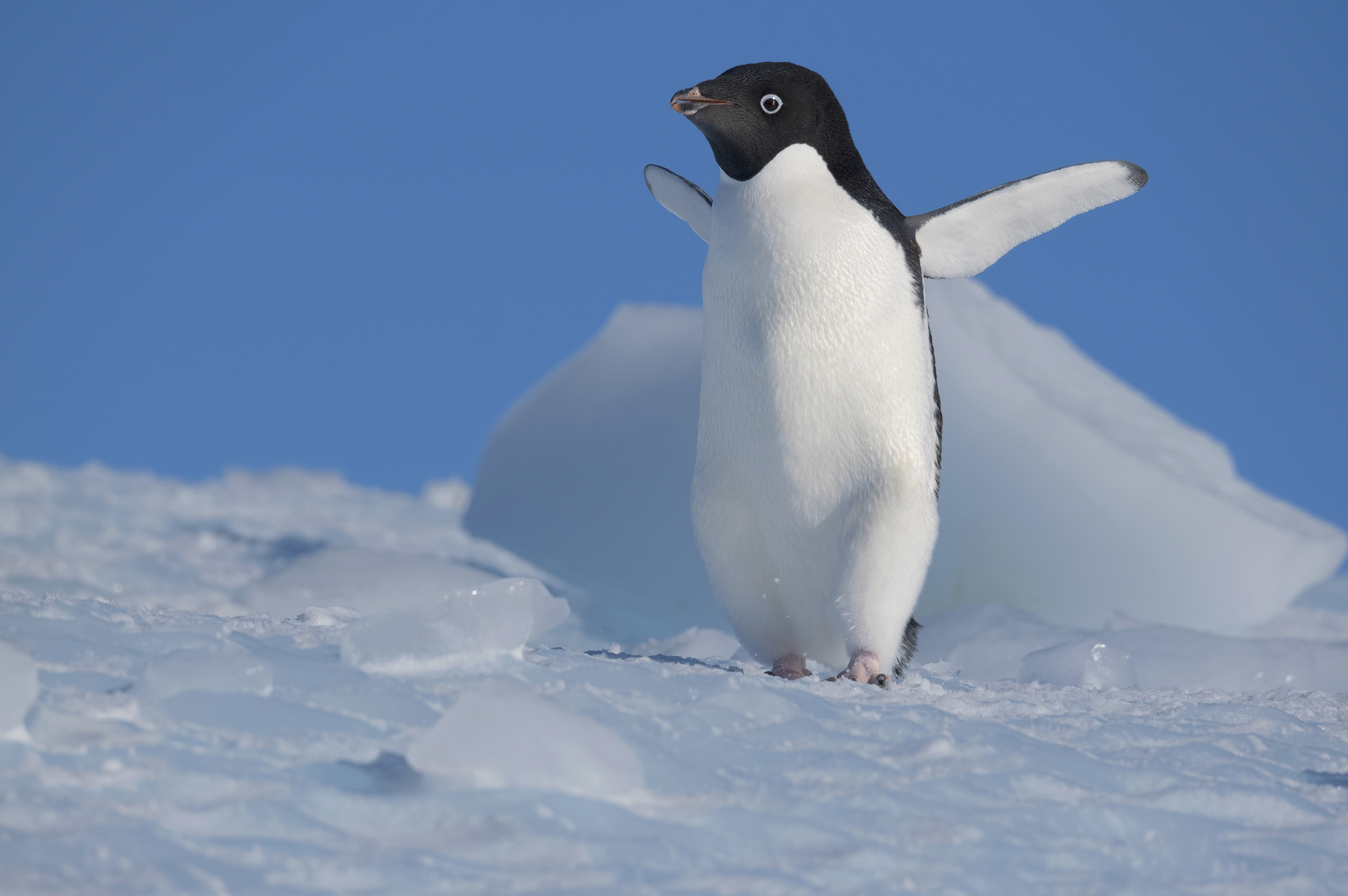 Antarctica: Ocean (Re)Imagined - with Woods Hole Oceanographic Institution