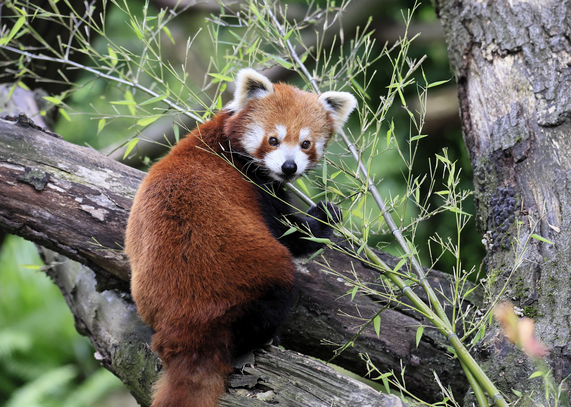 Red pandas and Tigers