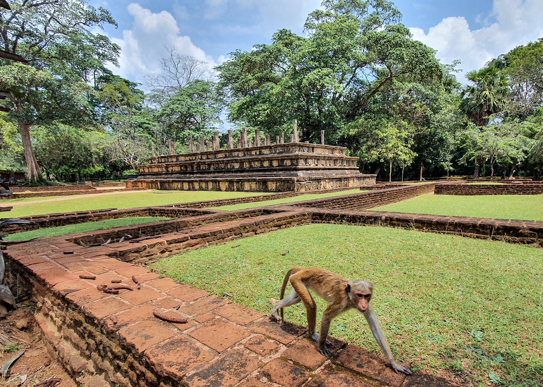 Rediscovering Monkey Kingdom