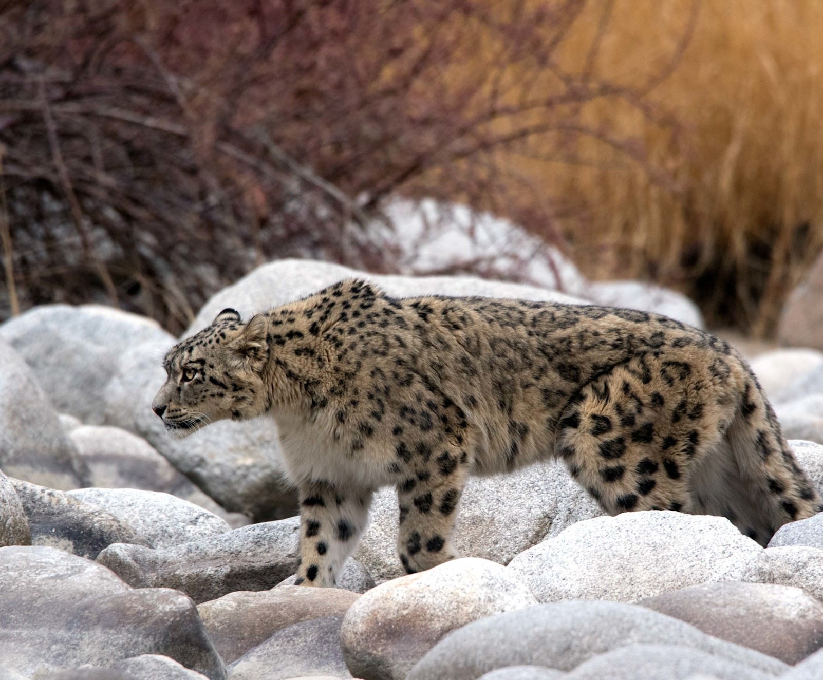 In Search of Snow Leopards