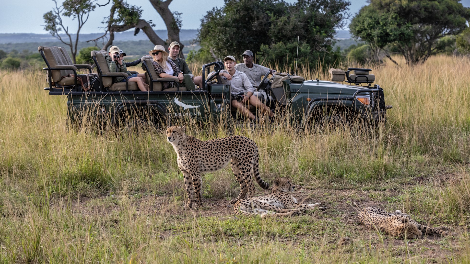 Wildlife and safari
