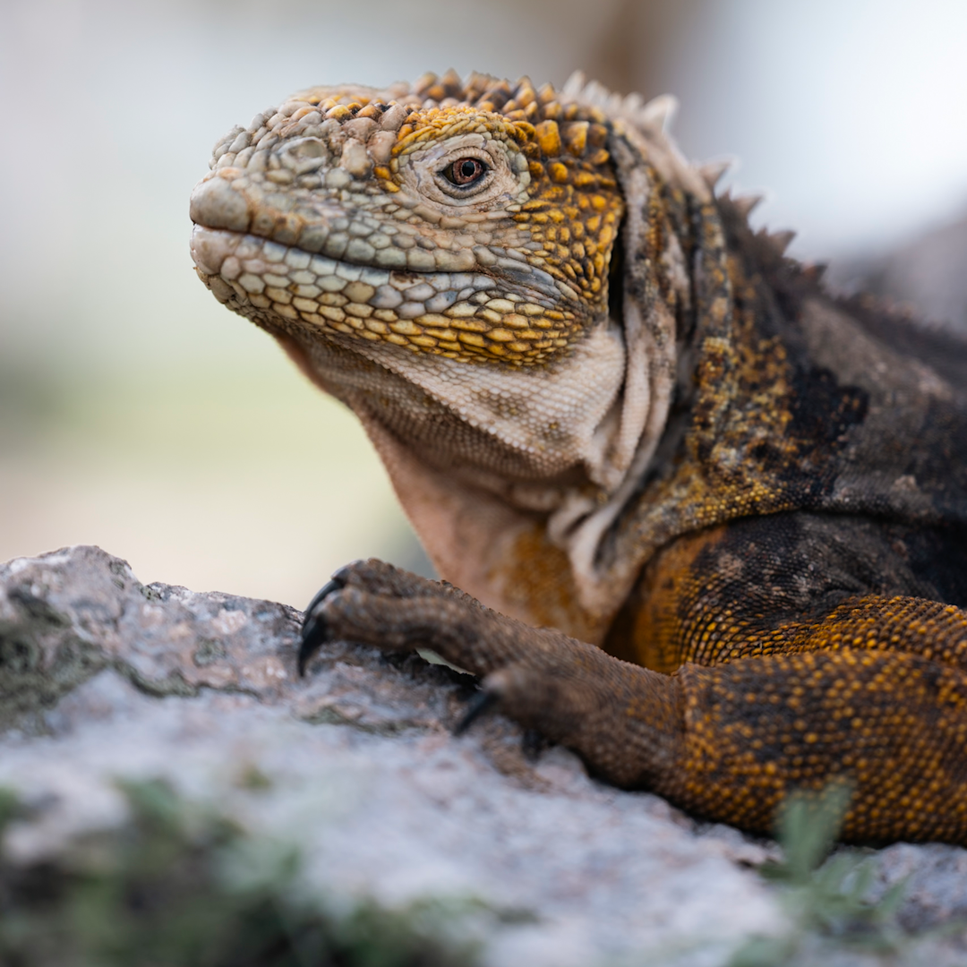 Best of the Galapagos East