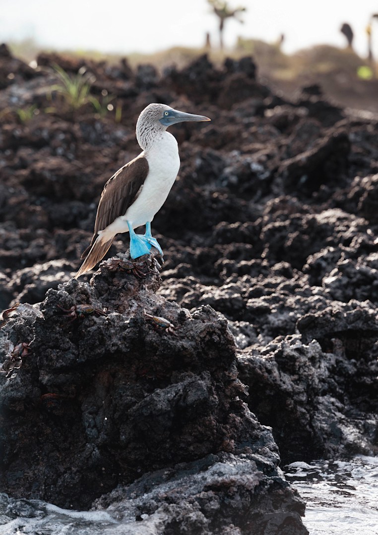 Best of the Galapagos West