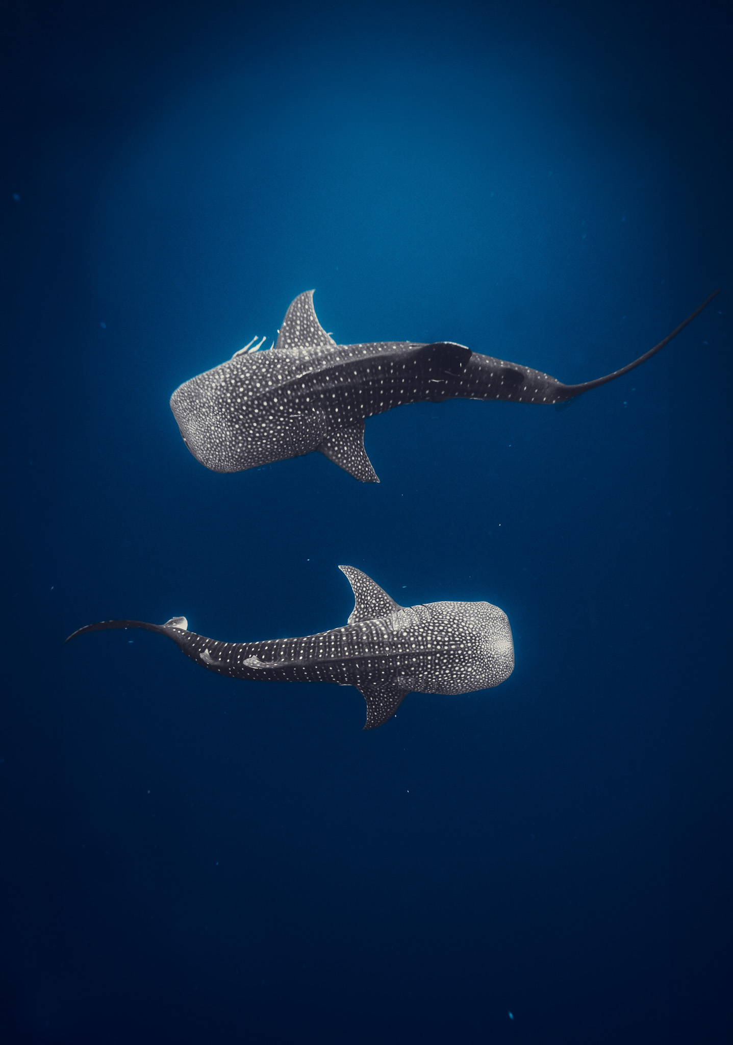 Raja Ampat & Cenderawasih Bay Expedition