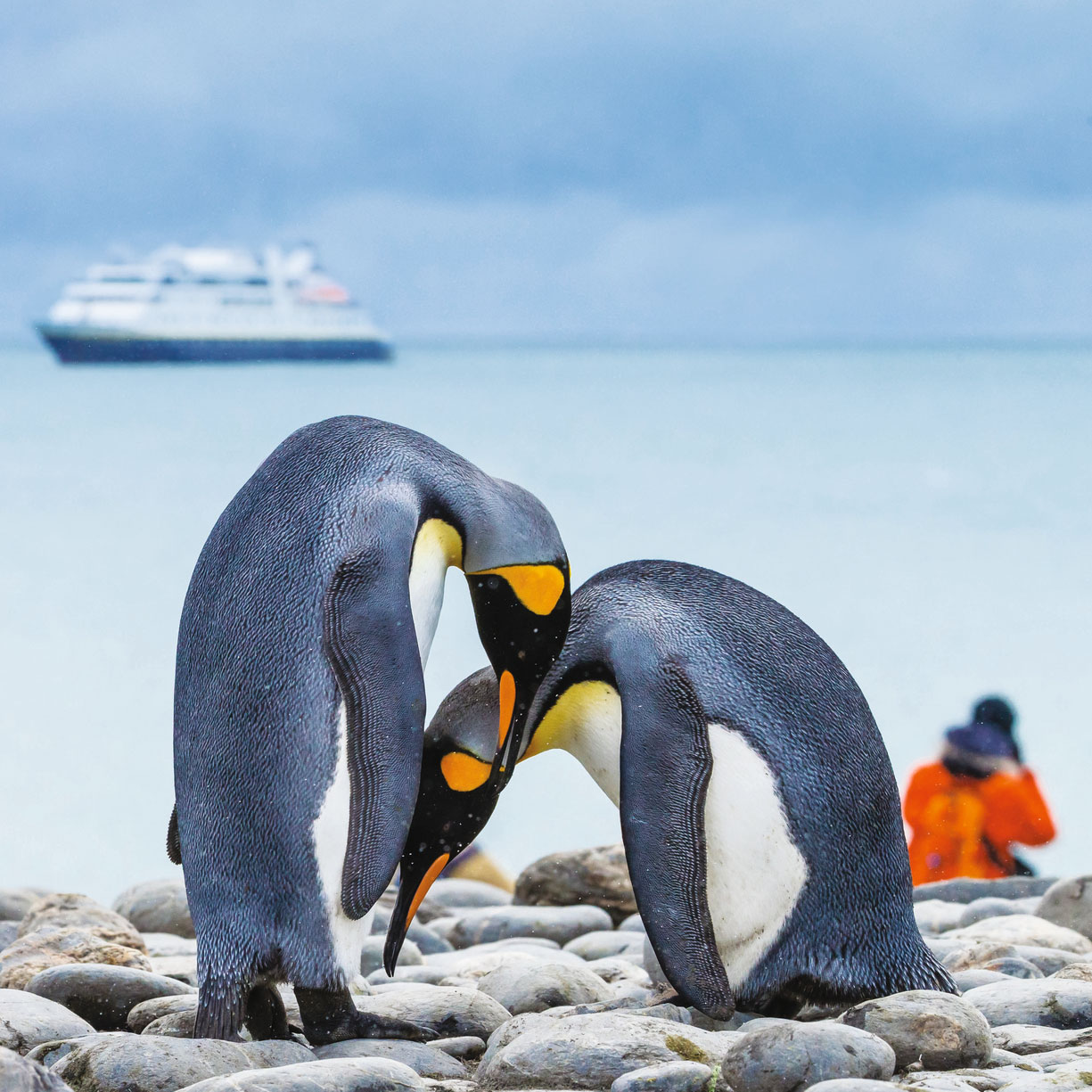Antarctica, South Georgia and the Falklands
