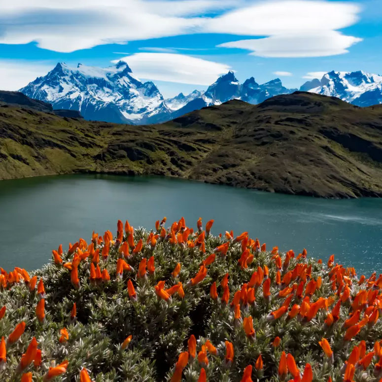 Antarctica and Patagonia: Legendary Ice and Epic Fjords