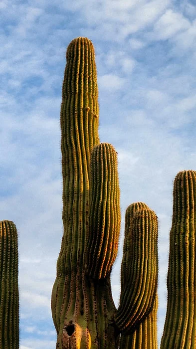 The Sacred Saguaro