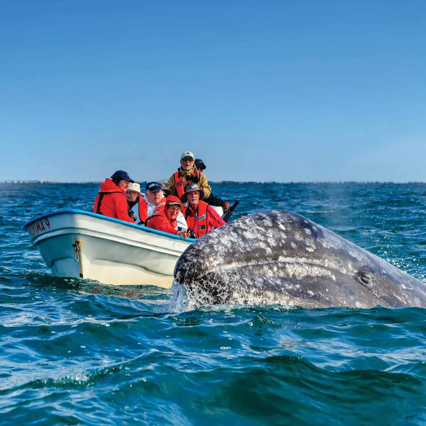 Baja California Expeditions