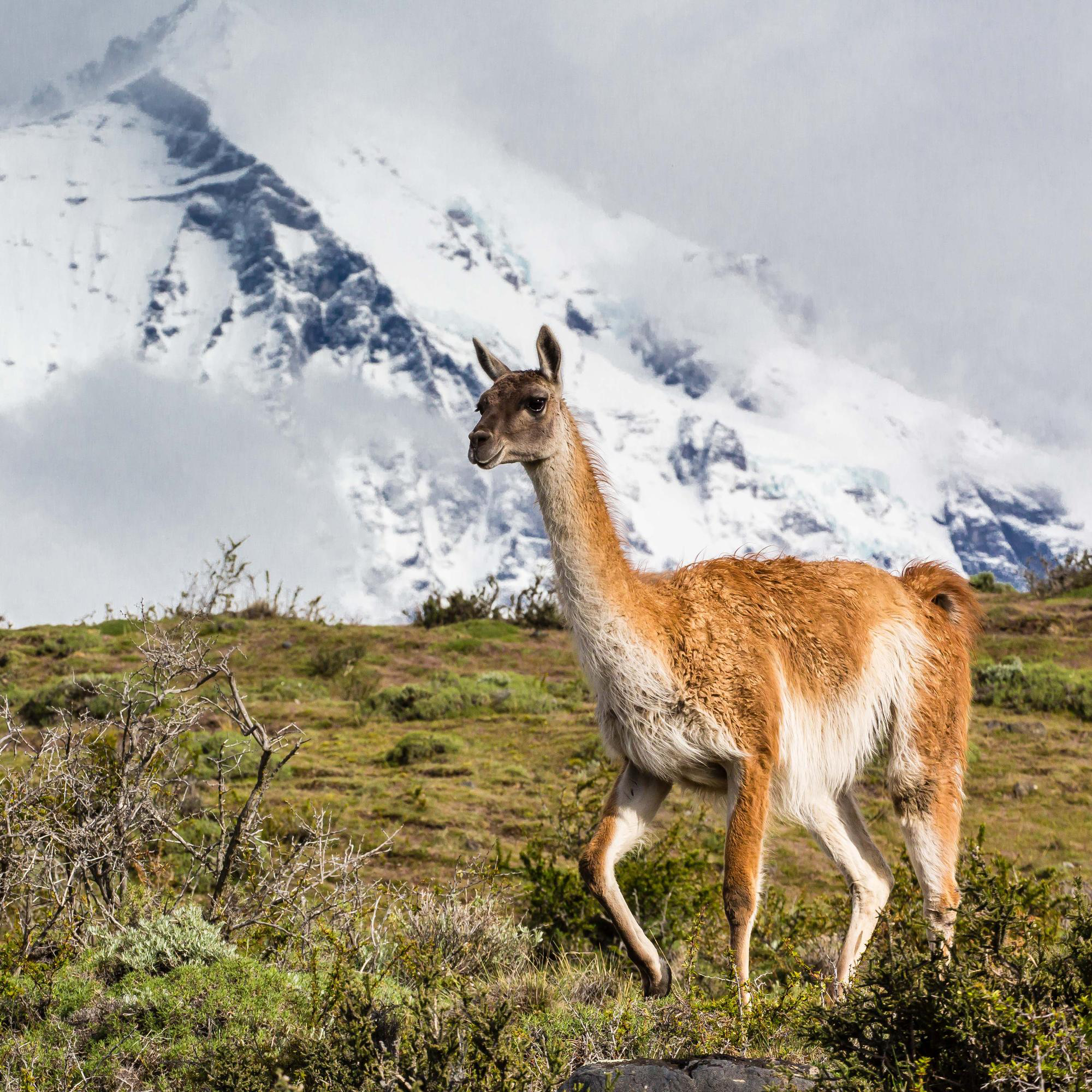 Guanaco in Torres del Paine National Park, Chile