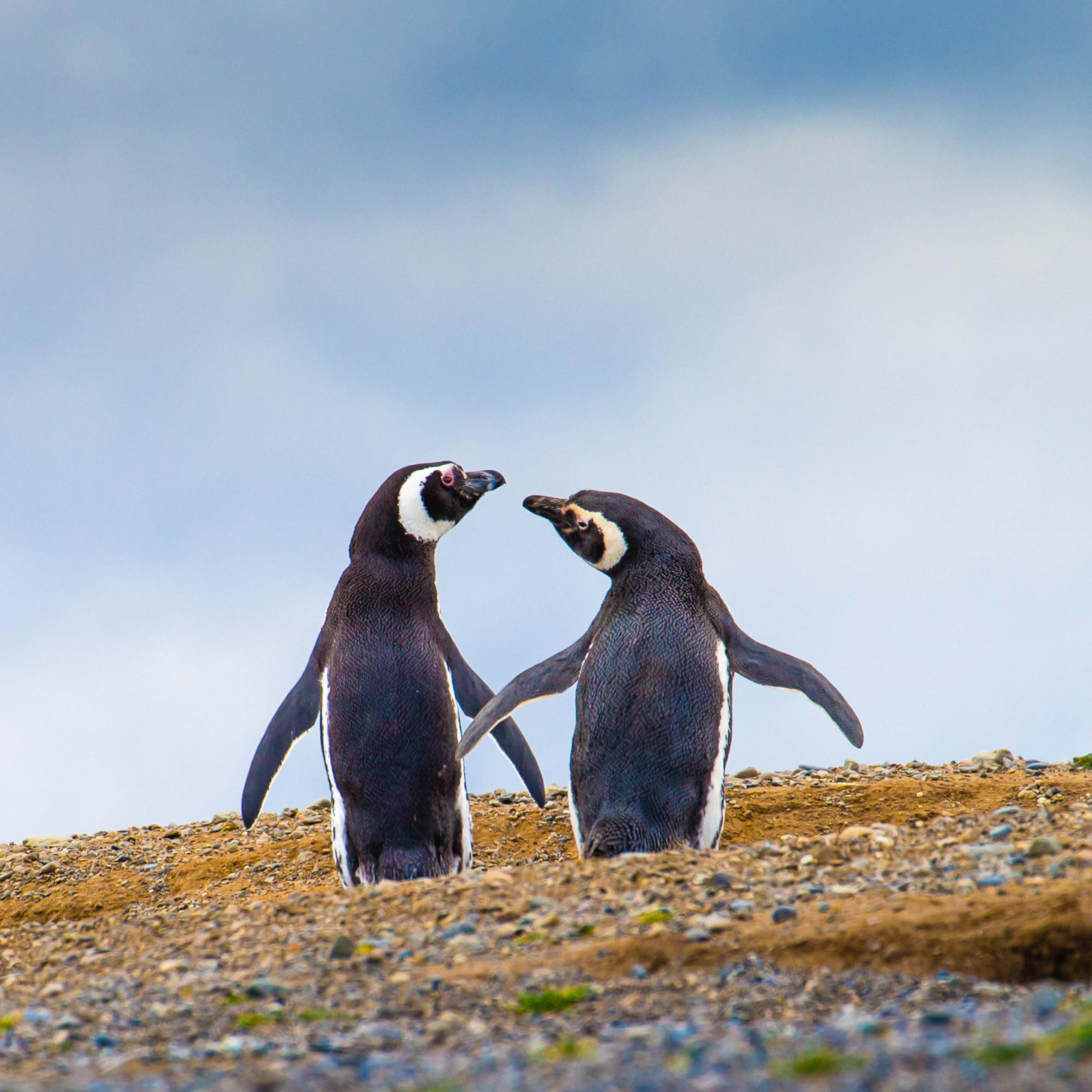 Magallenic Penguins in Isla Magdalena, Chile