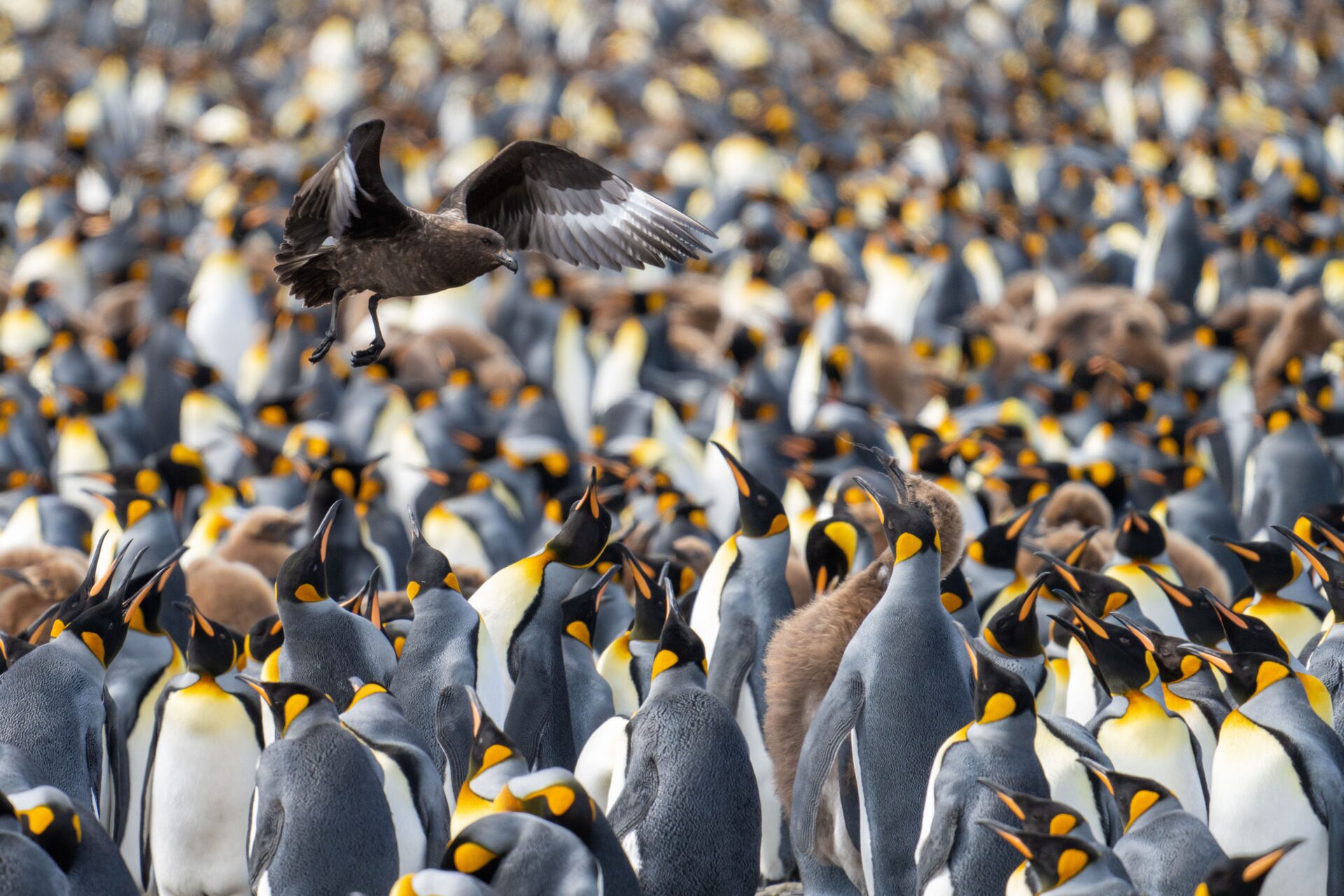 In Shackleton's Footsteps