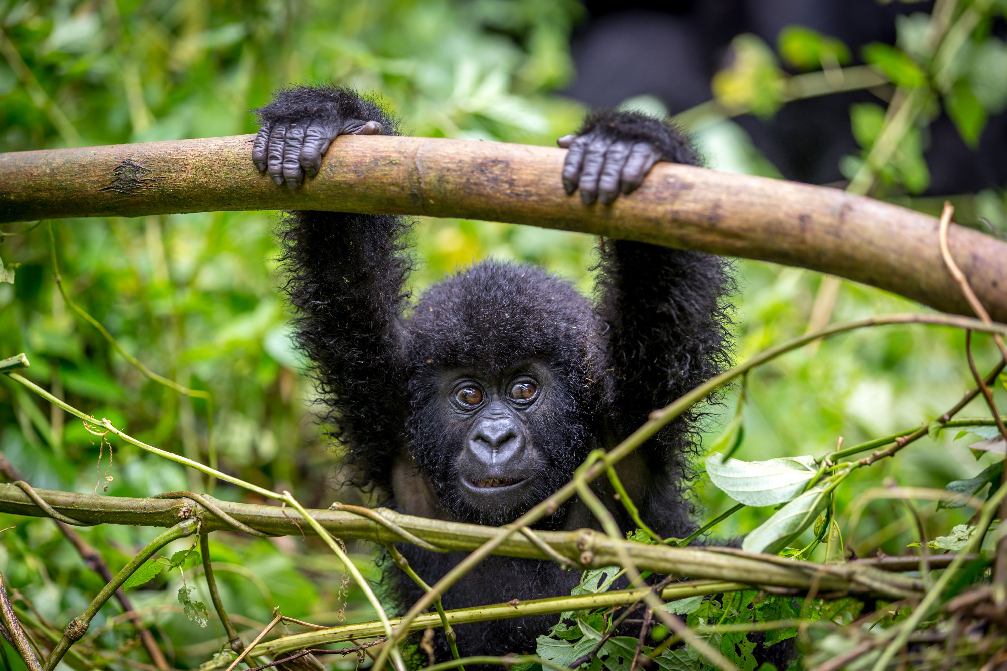 Chimps & Gorillas of Uganda