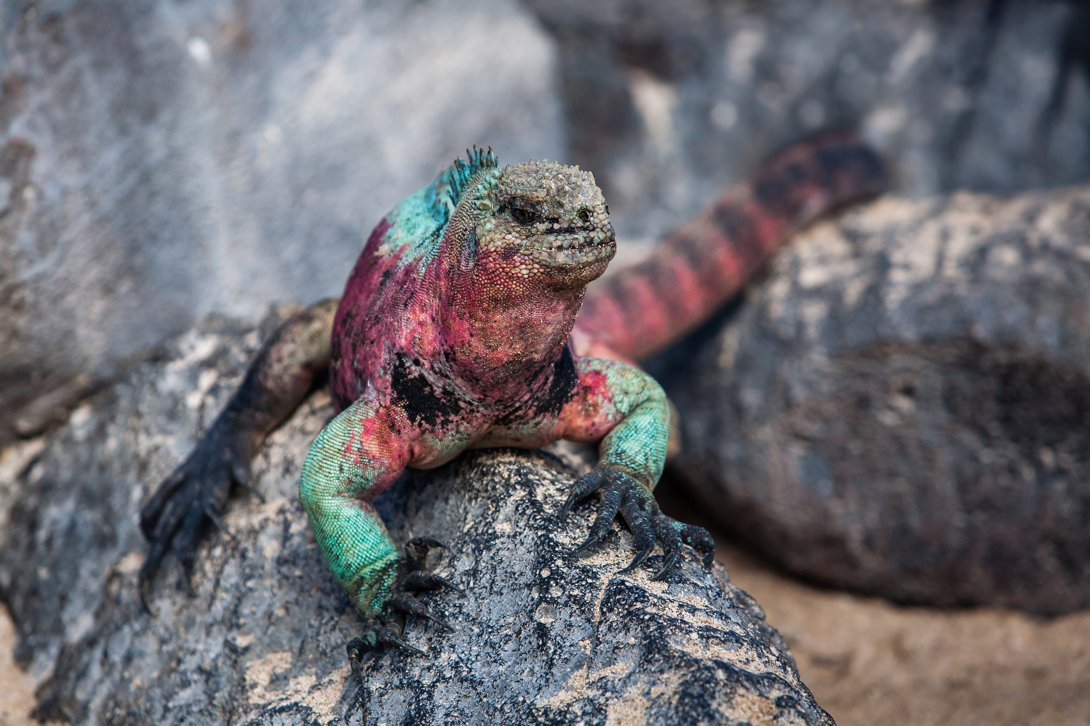 Highlights of Ecuador & the Galapagos
