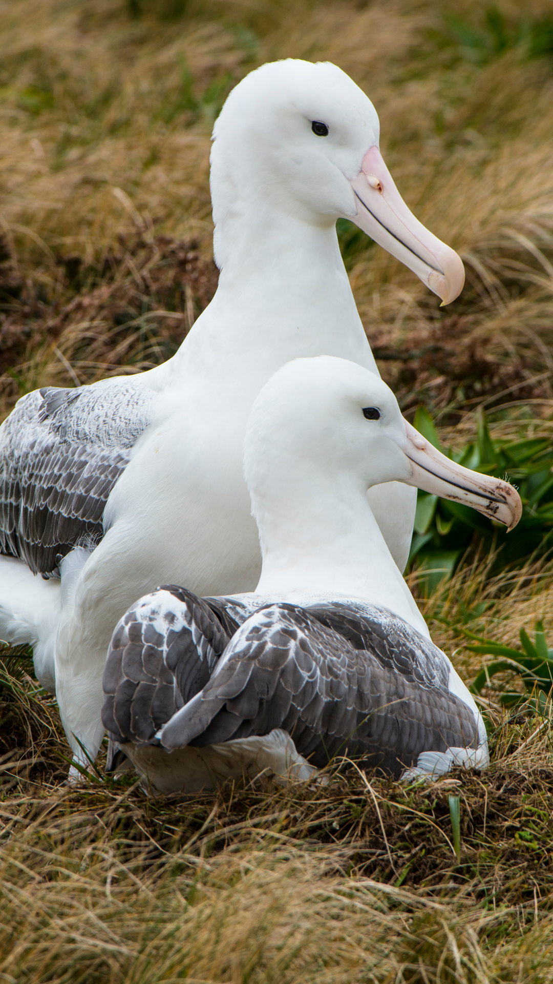 Subantarctic Discovery
