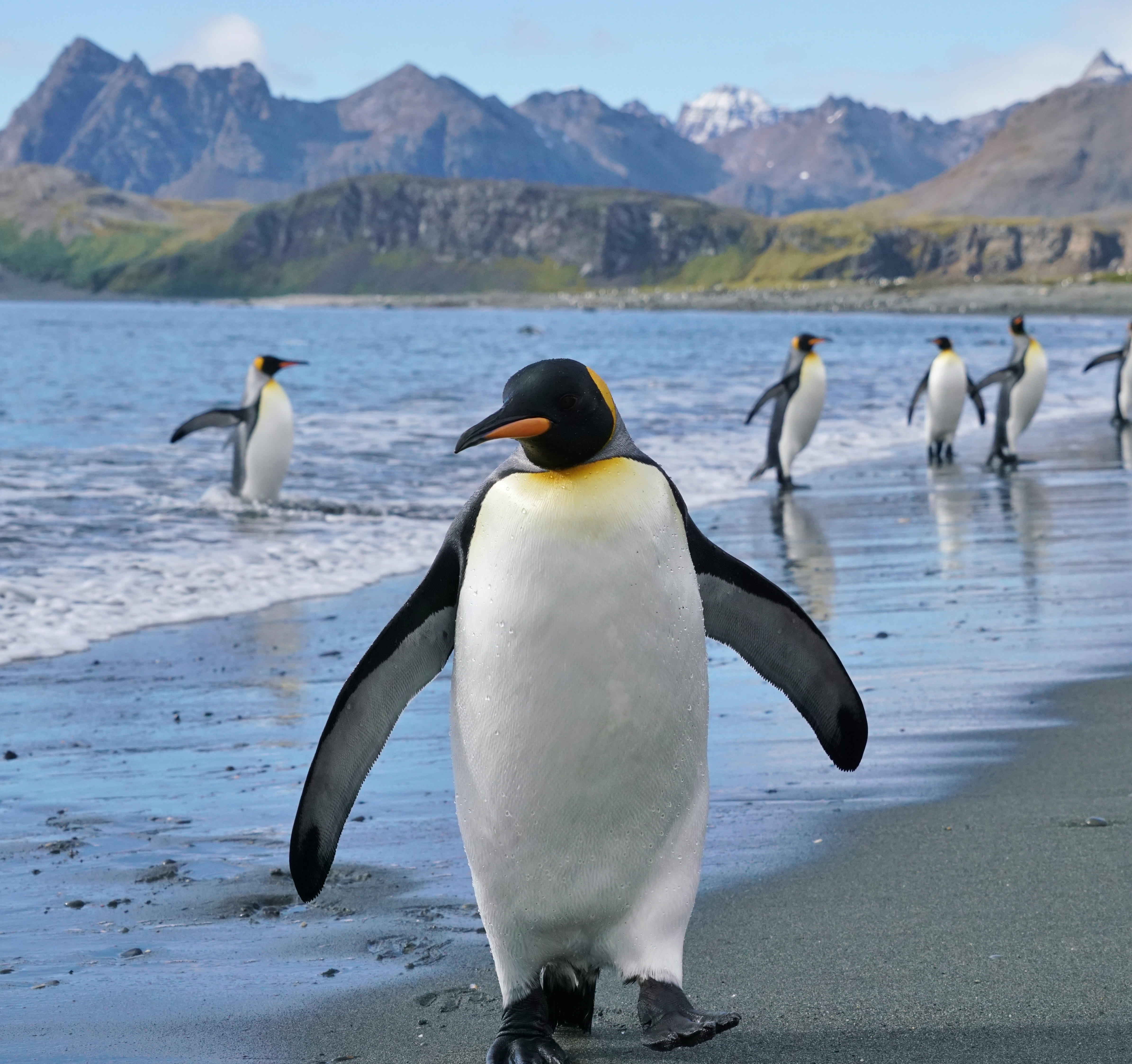 South Georgia & Antarctic Odyssey featuring the South Sandwich Islands
