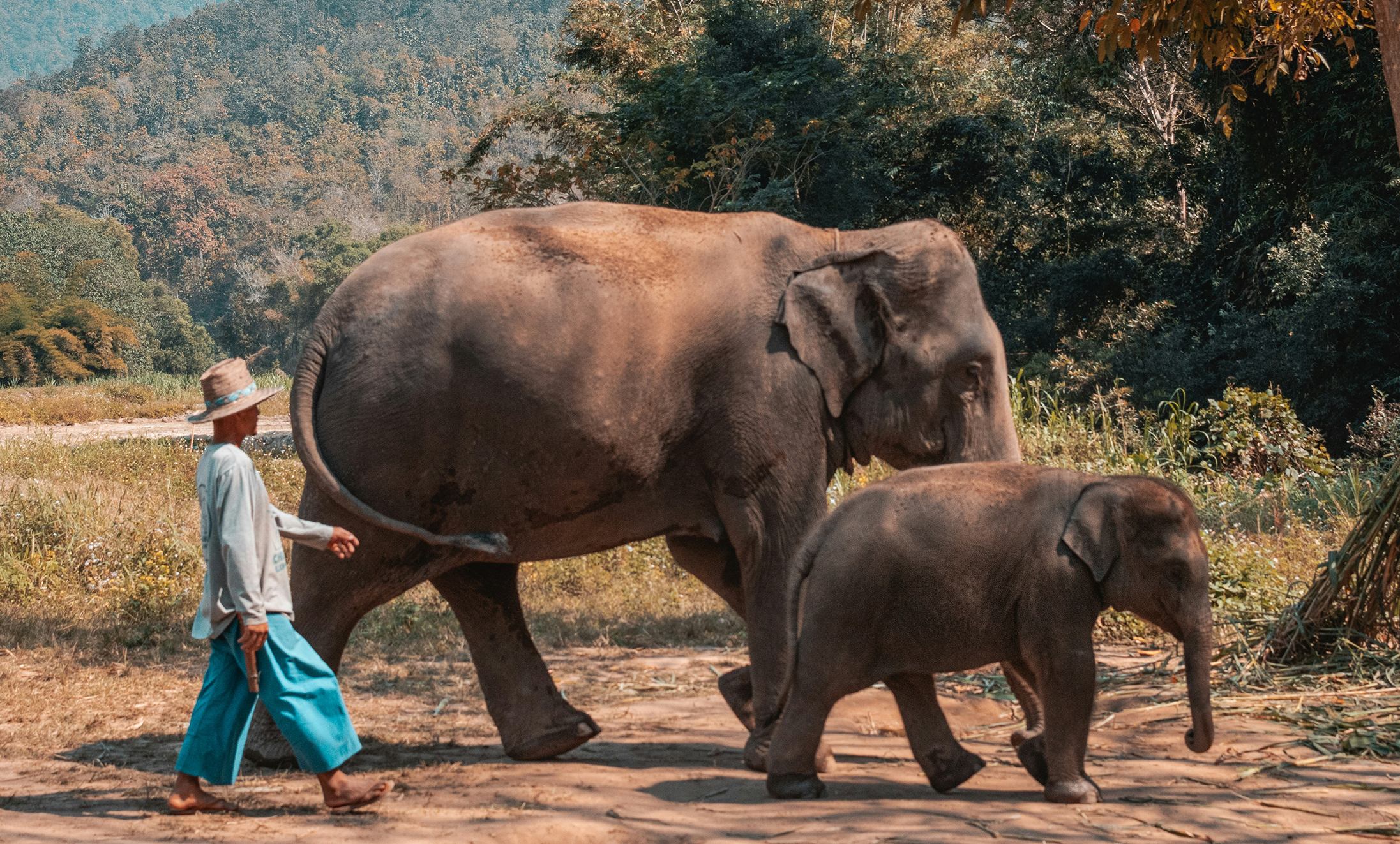Dreaming of Thailand for your next journey?