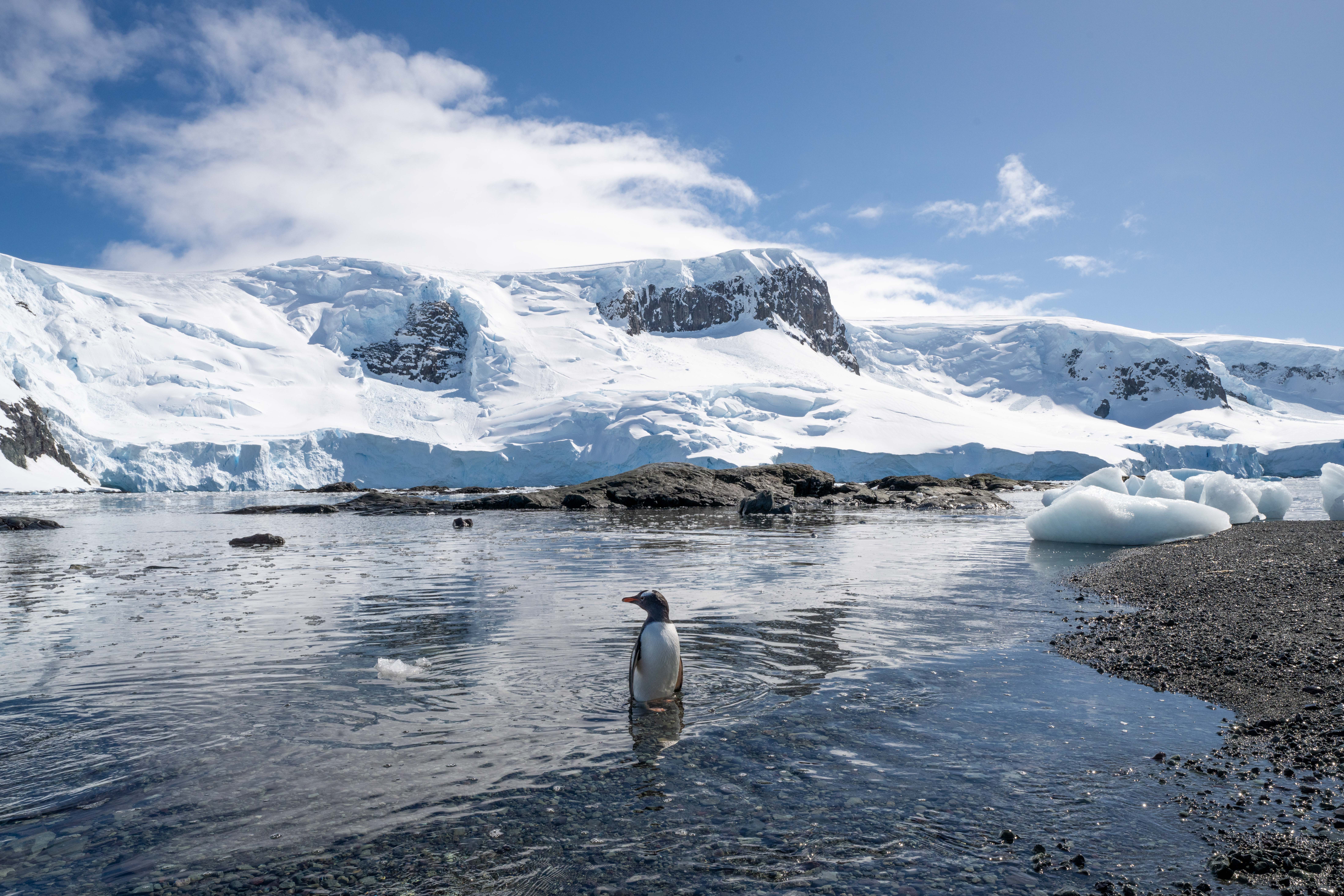 Falklands, South Georgia & Antarctic Peninsula